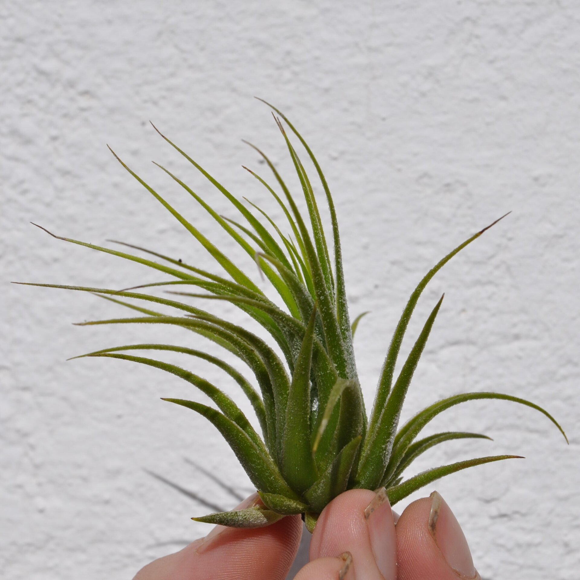 Tillandsia scaposa - 2