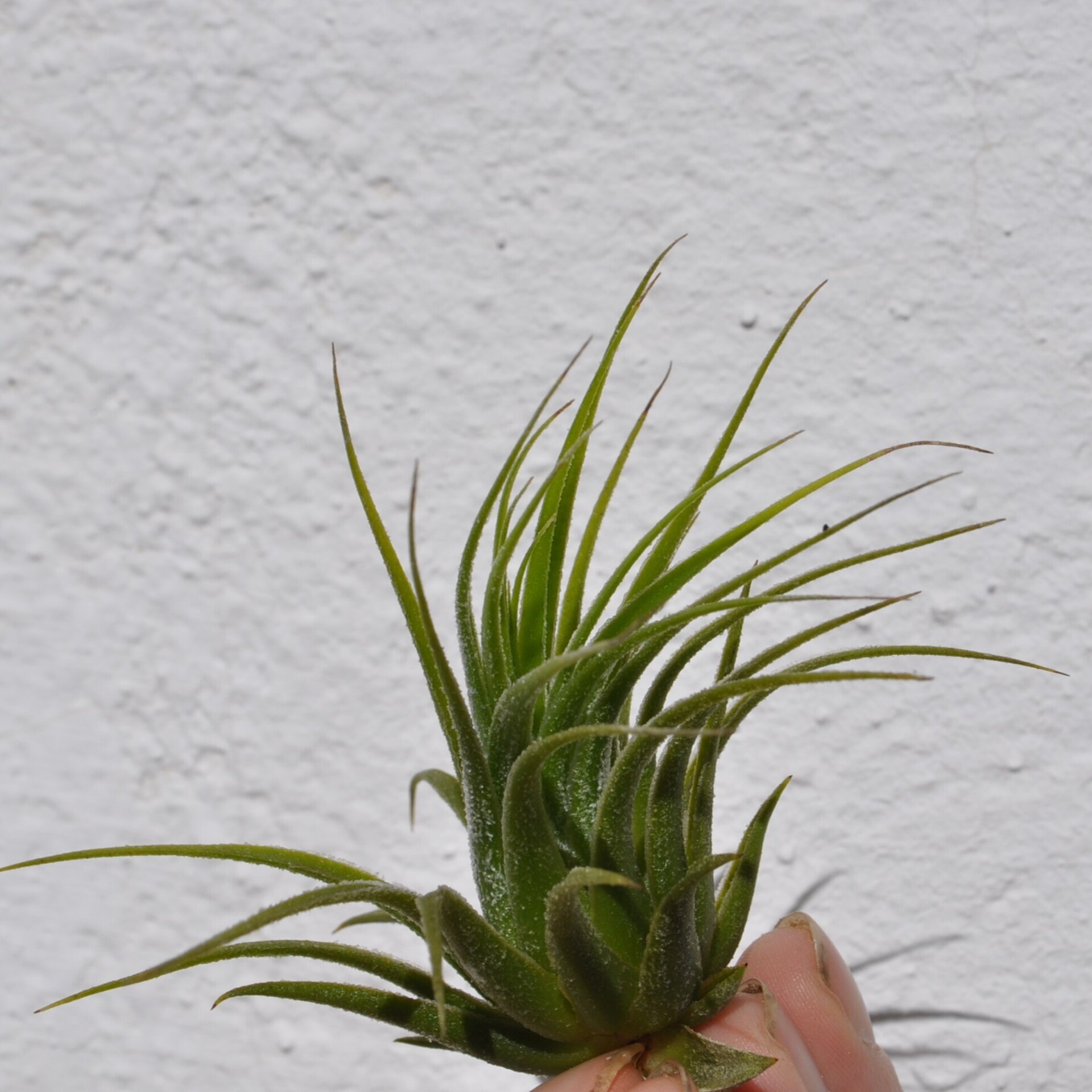 Tillandsia scaposa - 4