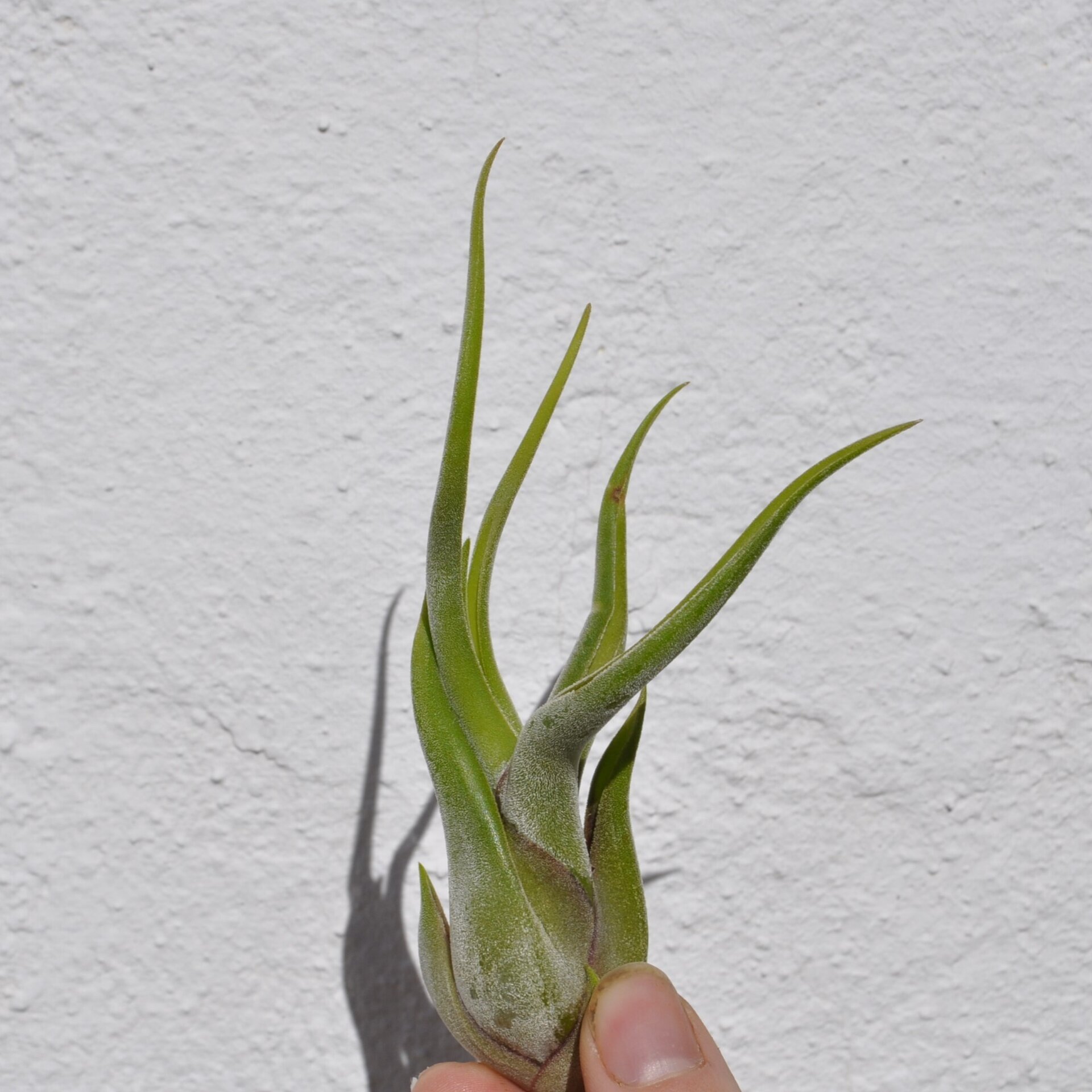Tillandsia caput-medusae (planta pulpo) - 4