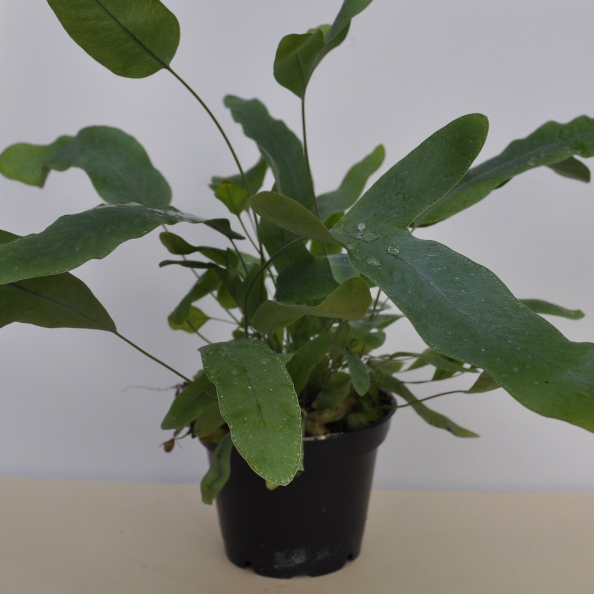 Phlebodium aureum 'Blue Star' (helecho azul) - 2