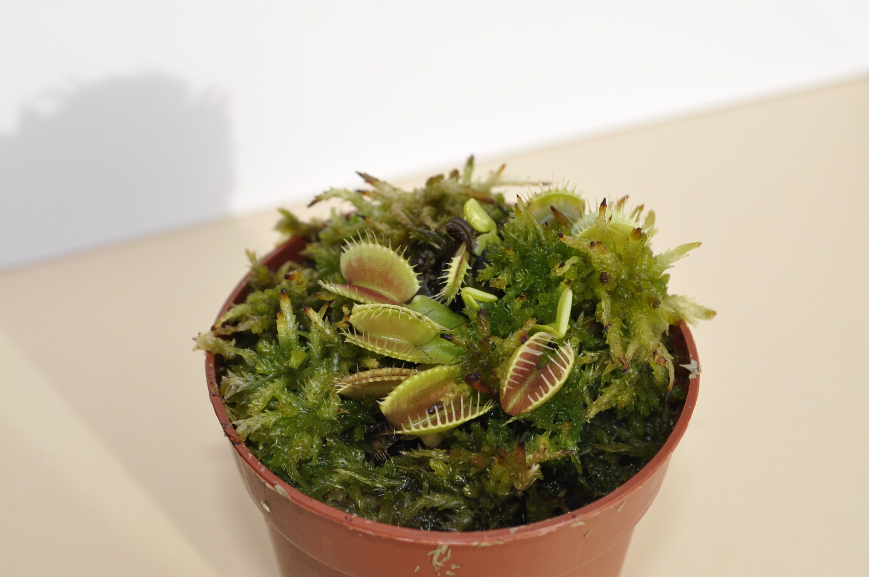 Dionaea muscipula típica (venus atrapamoscas) - 4
