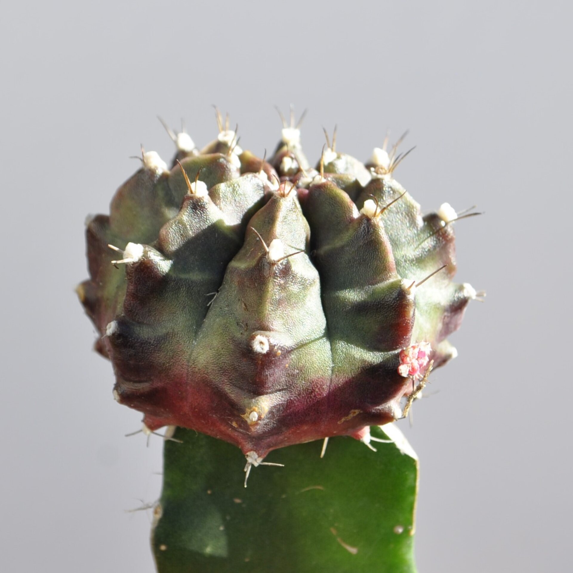 Gymnocalycium mihanovichii injertado - tricolor (verde-lila-rojo) - 6