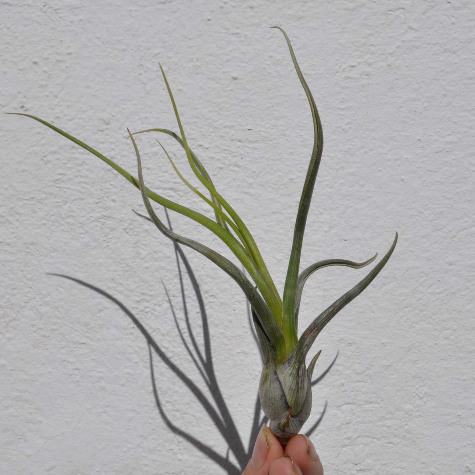 Tillandsia pseudobaileyi - 2