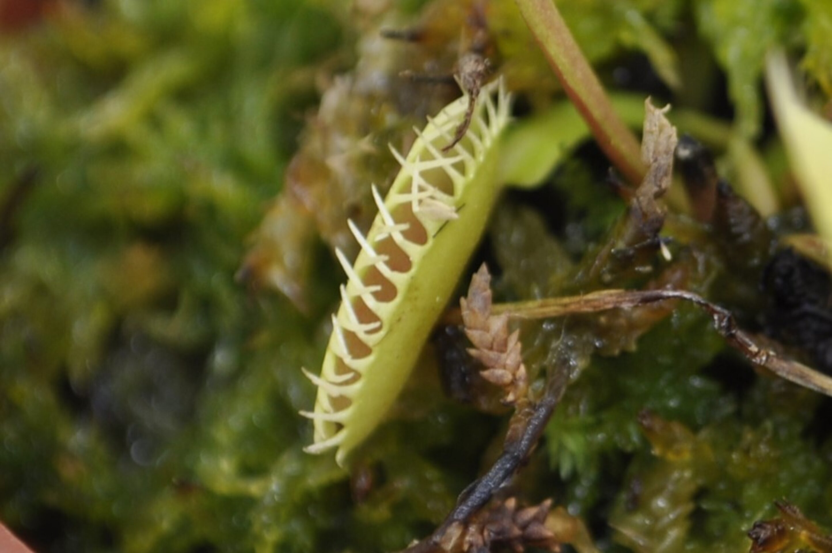 Dionaea muscipula Erect Form (venus atrapamoscas) - 4
