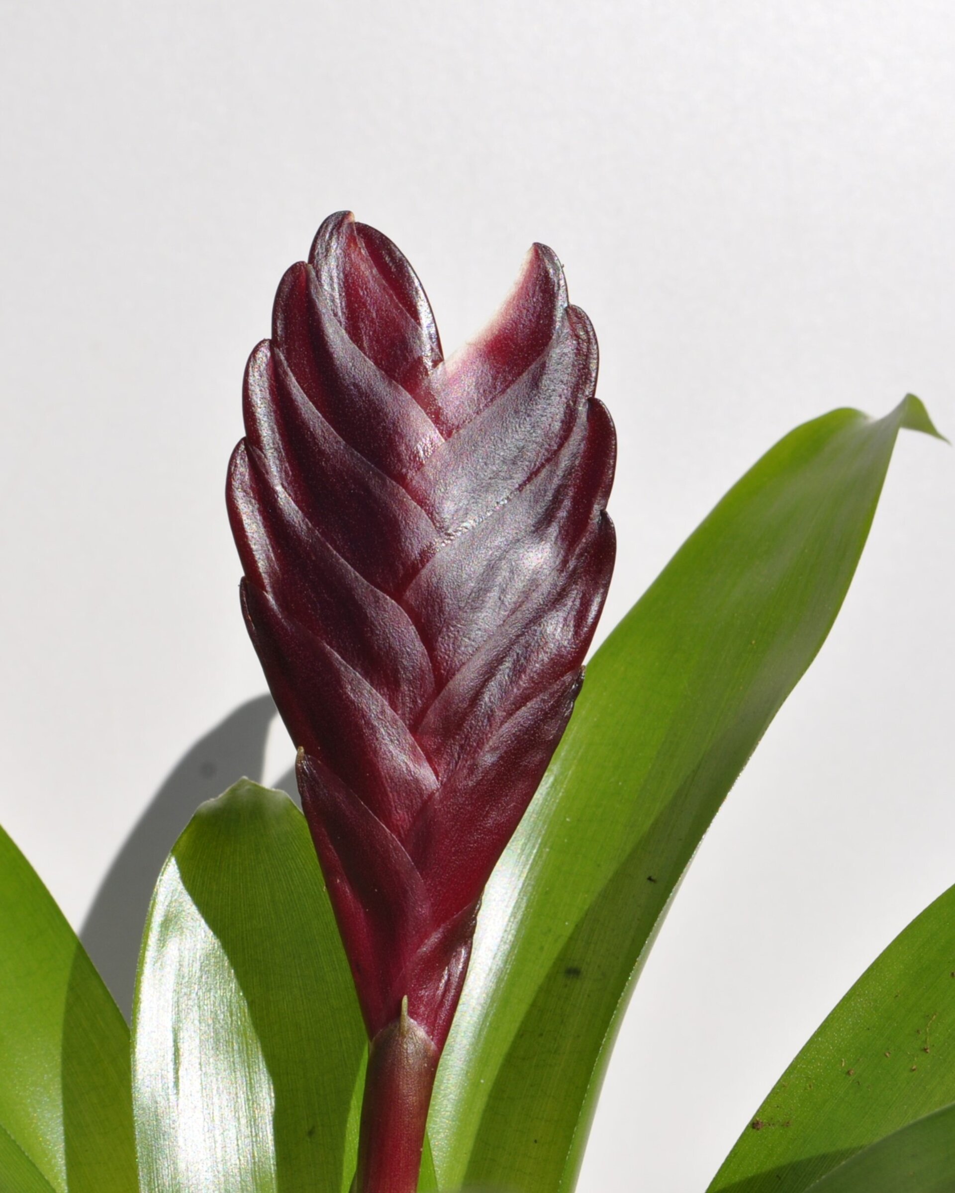 Vriesea 'Cathy' (mini) [en flor] - 7