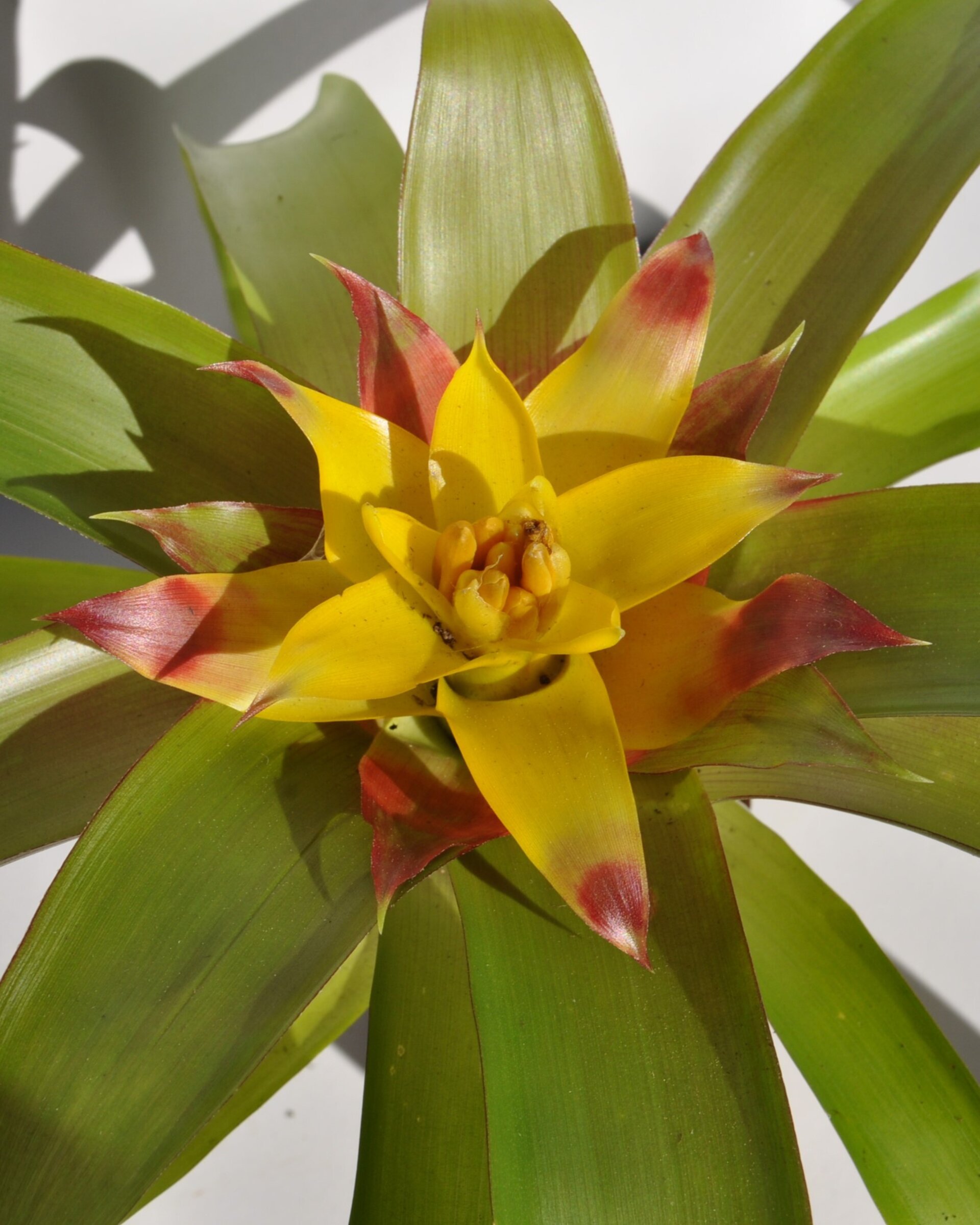 Guzmania 'Mia' (mini) [en flor] - 9