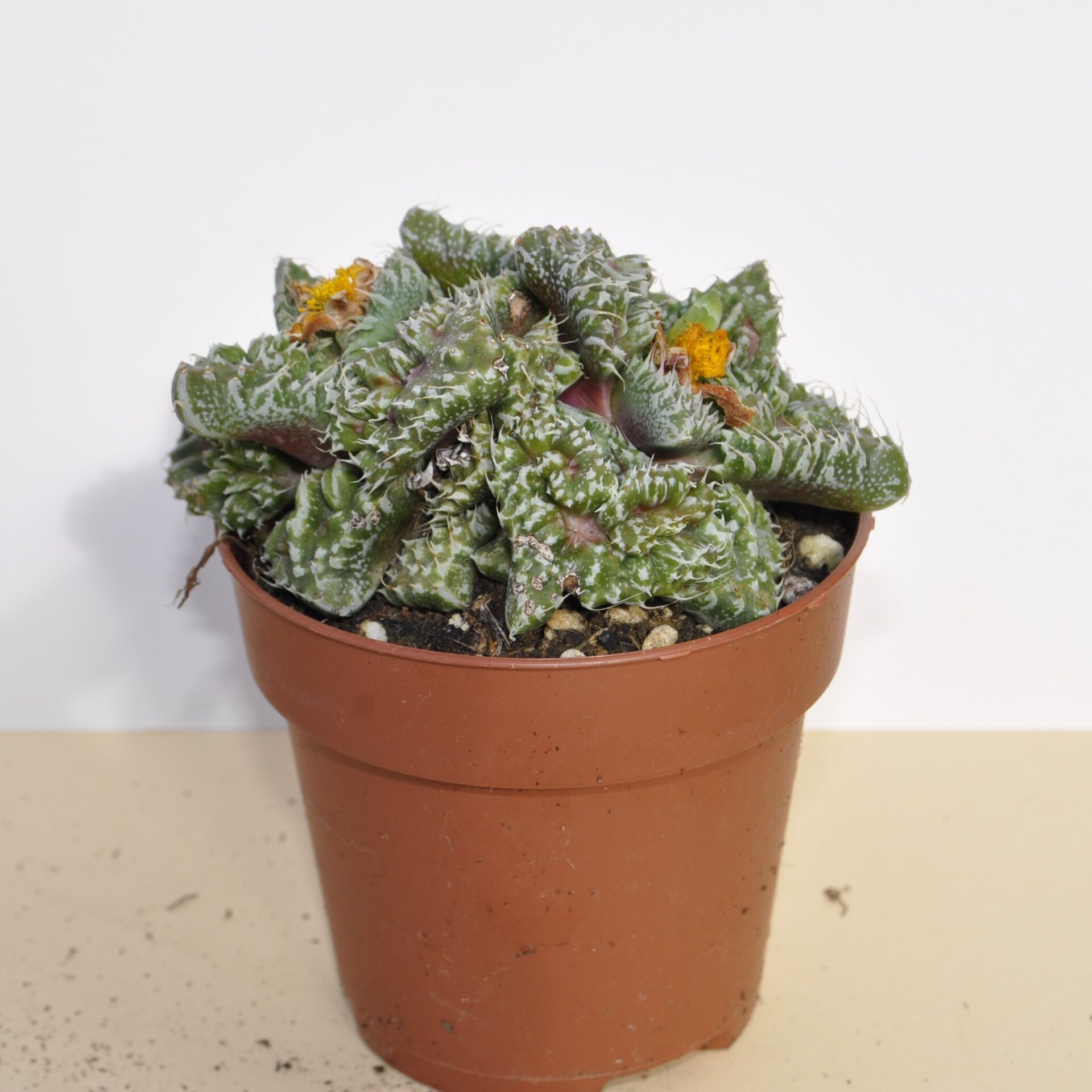 Faucaria tuberculosa Super Warty (faucaria Super Verrugosa) - 3