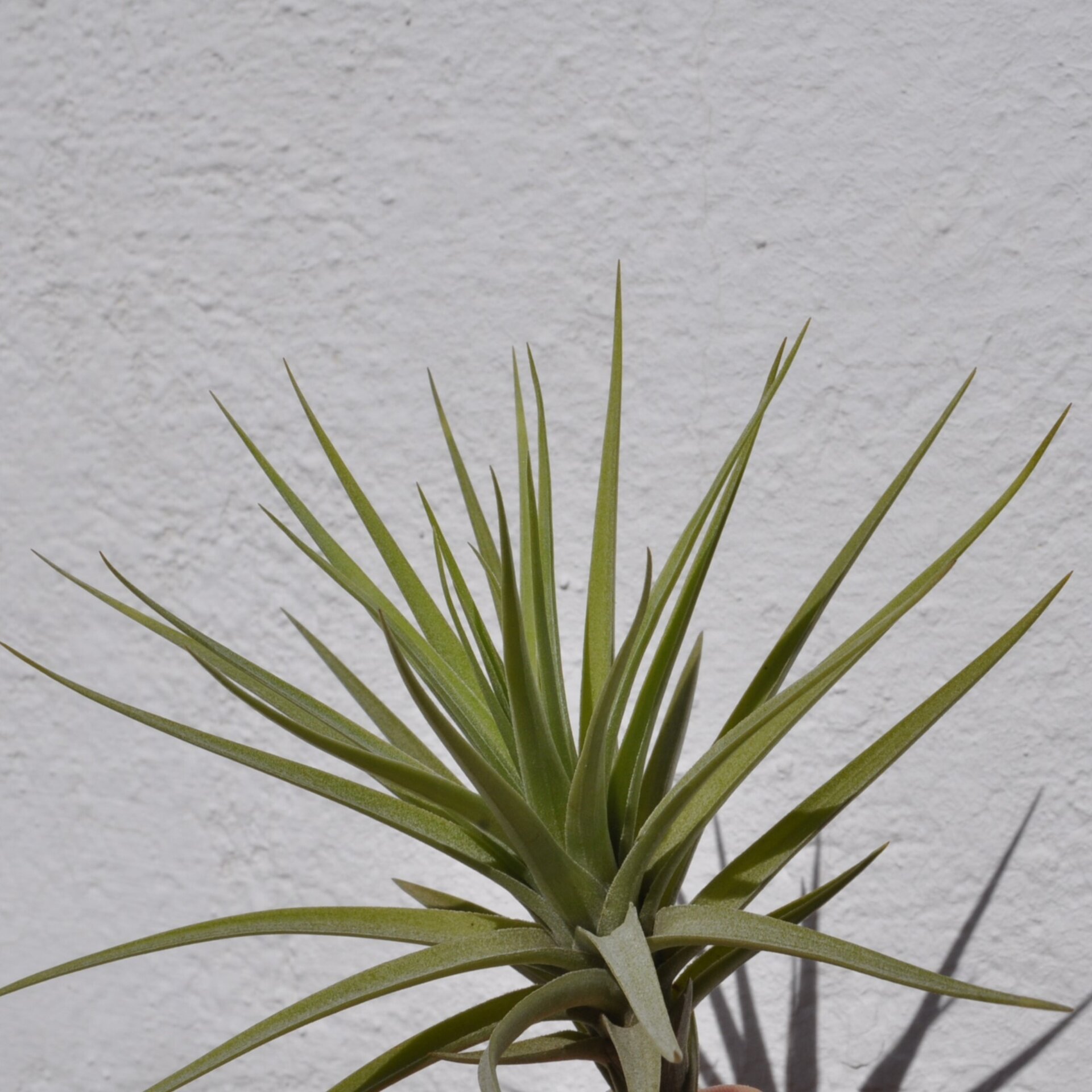 Tillandsia aeranthos - 3