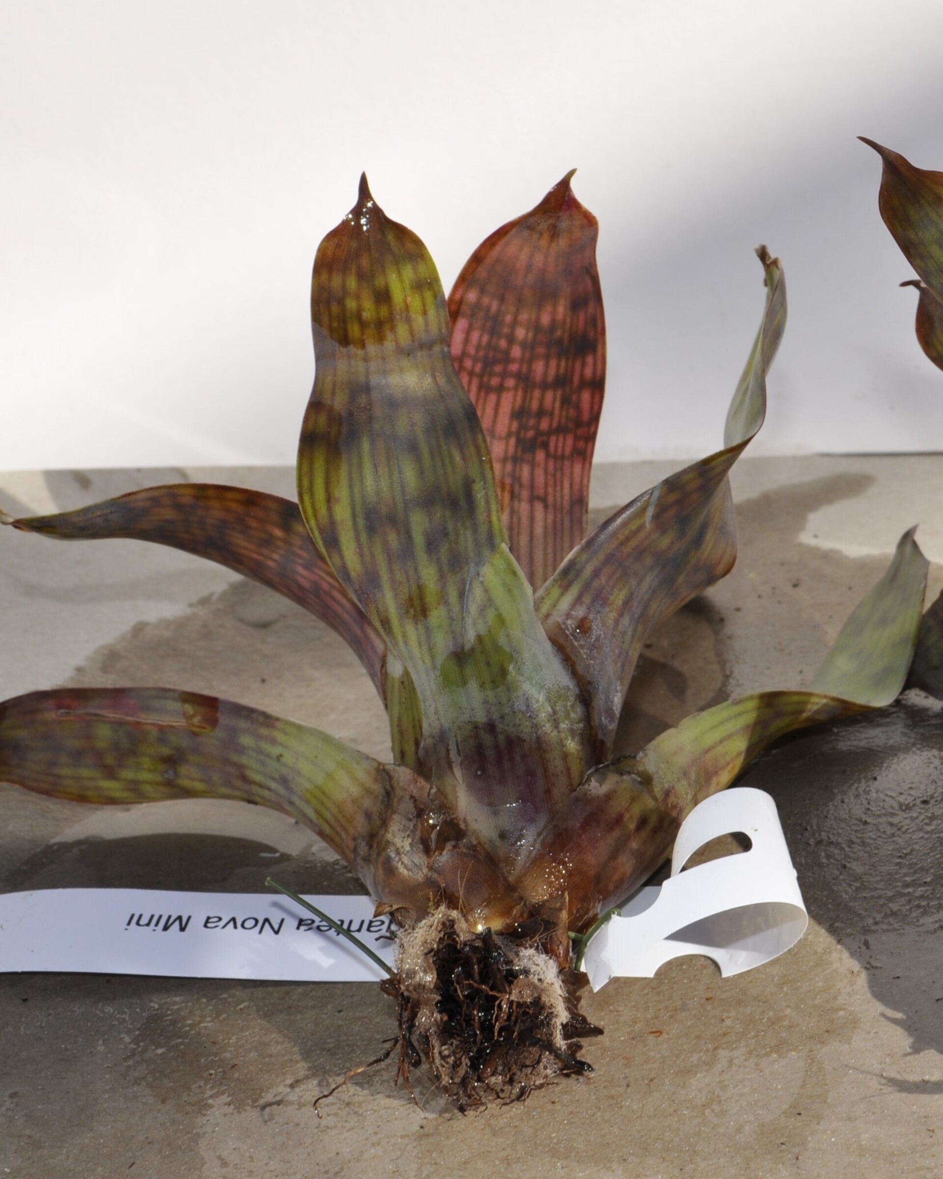 Vriesea gigantea 'Nova' (mini) - 2