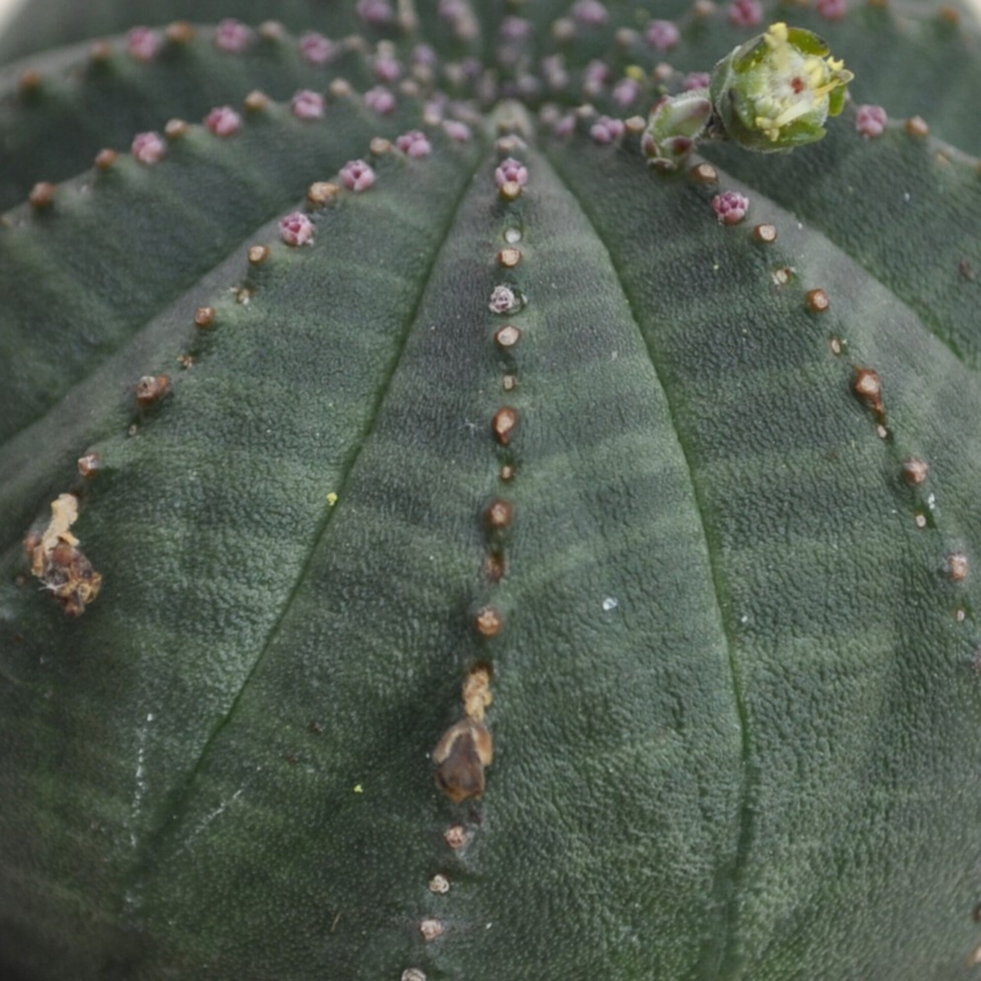 Euphorbia obesa ("erizo de mar") - 6