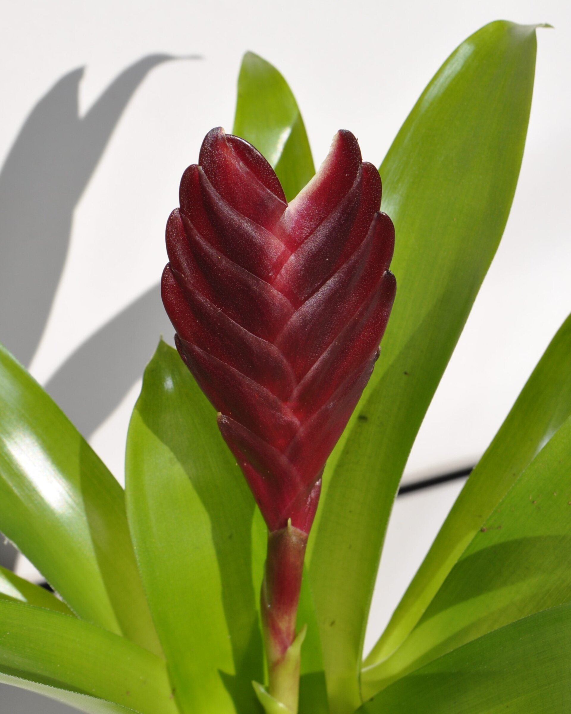 Vriesea 'Cathy' (mini) [en flor] - 4
