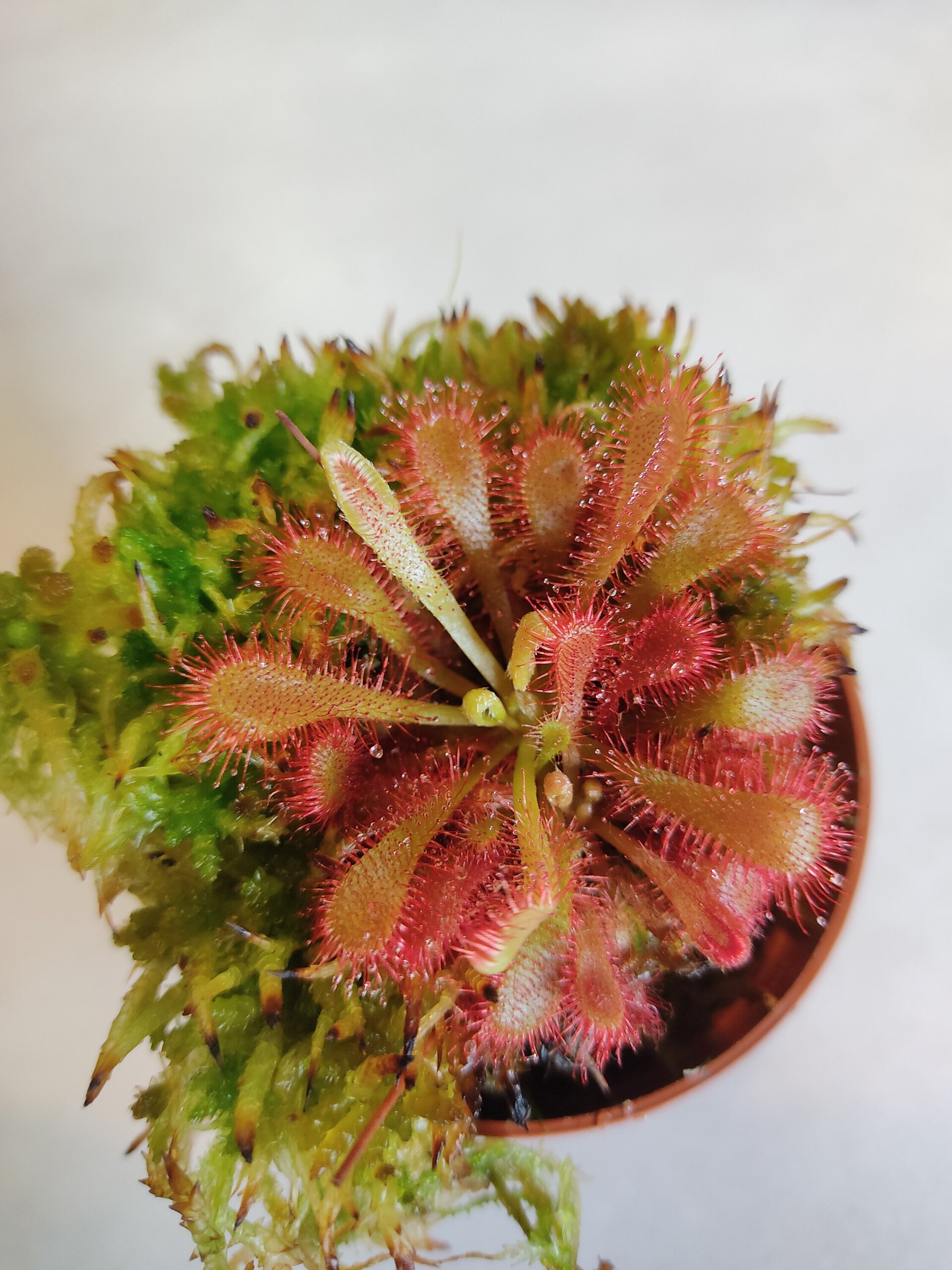 Drosera x oblanceolata - 5