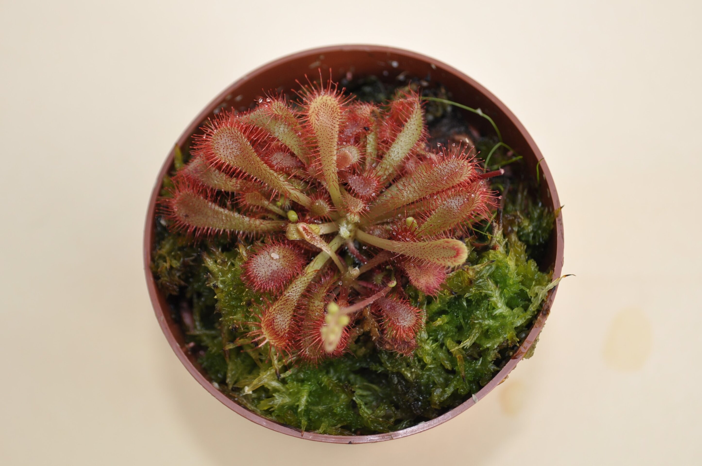 Drosera x oblanceolata - 3