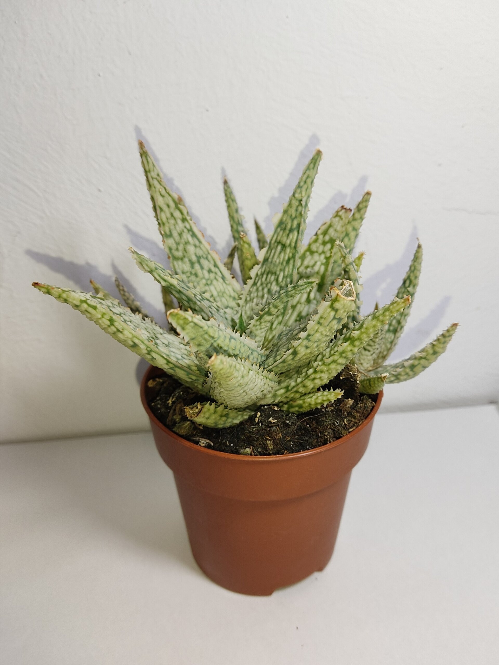 Aloe White Lightning - 3