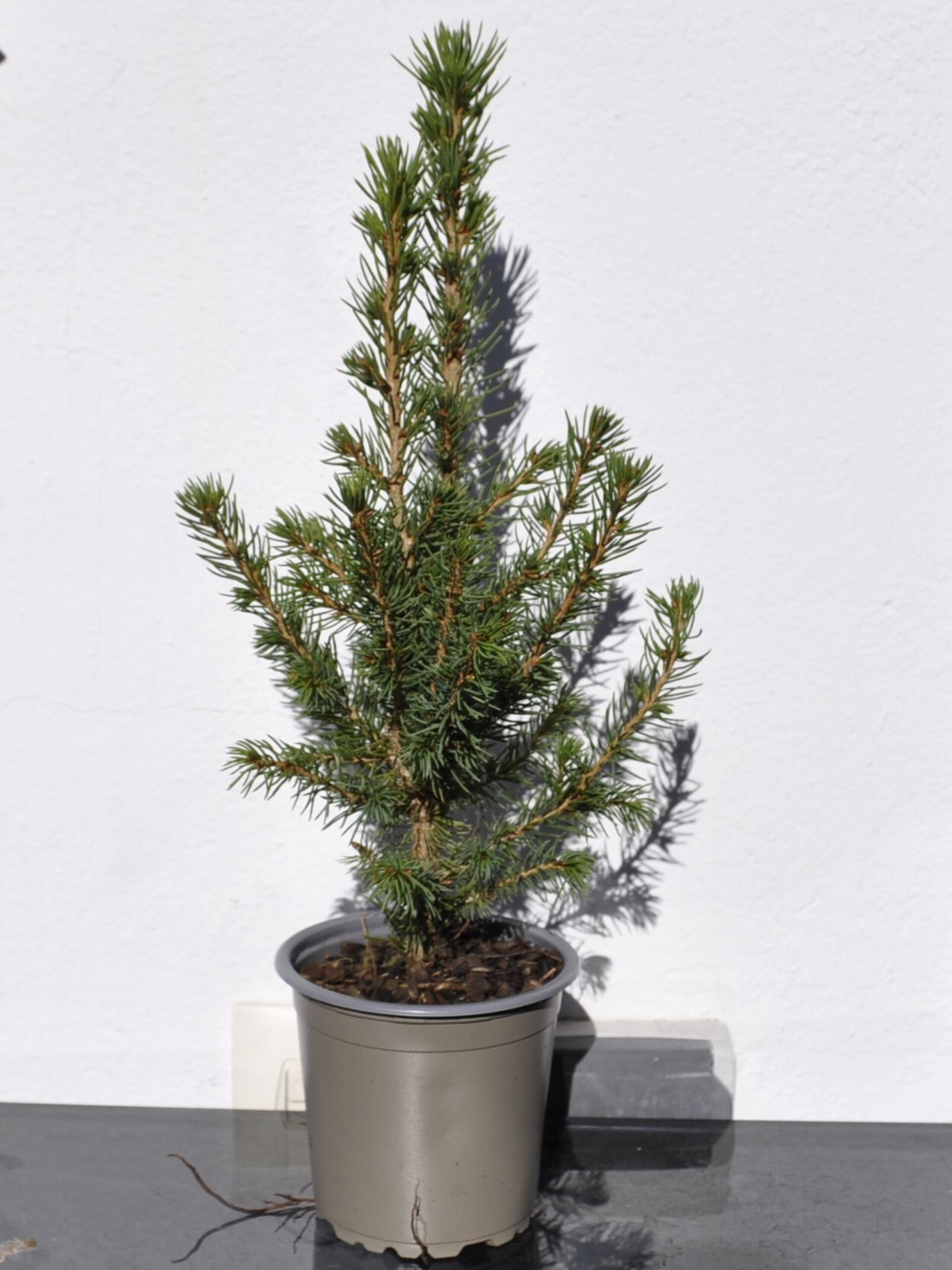 Picea glauca var. albertiana Conica (pícea blanca cónica) - 2