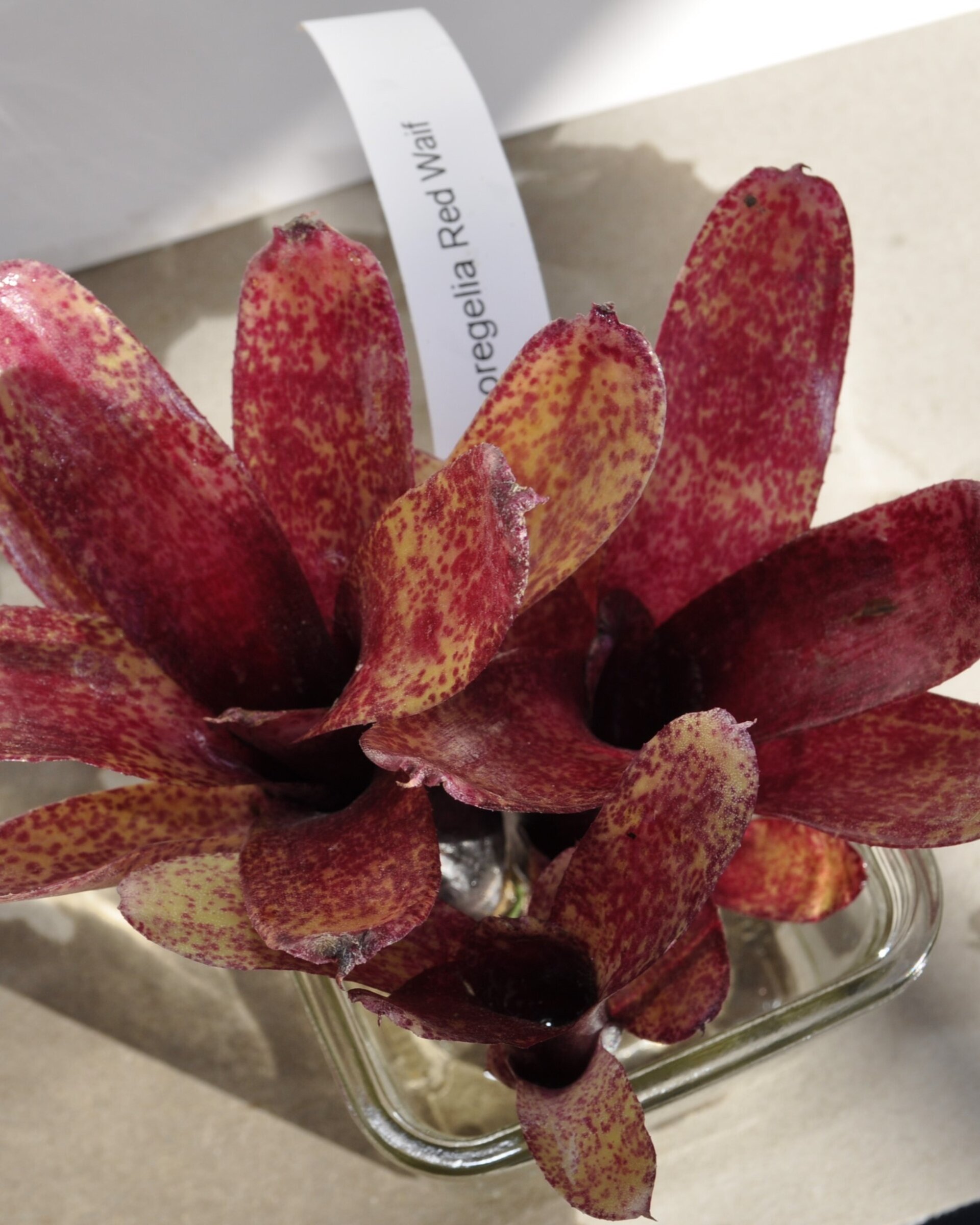 Neoregelia 'Red Waif' - 7