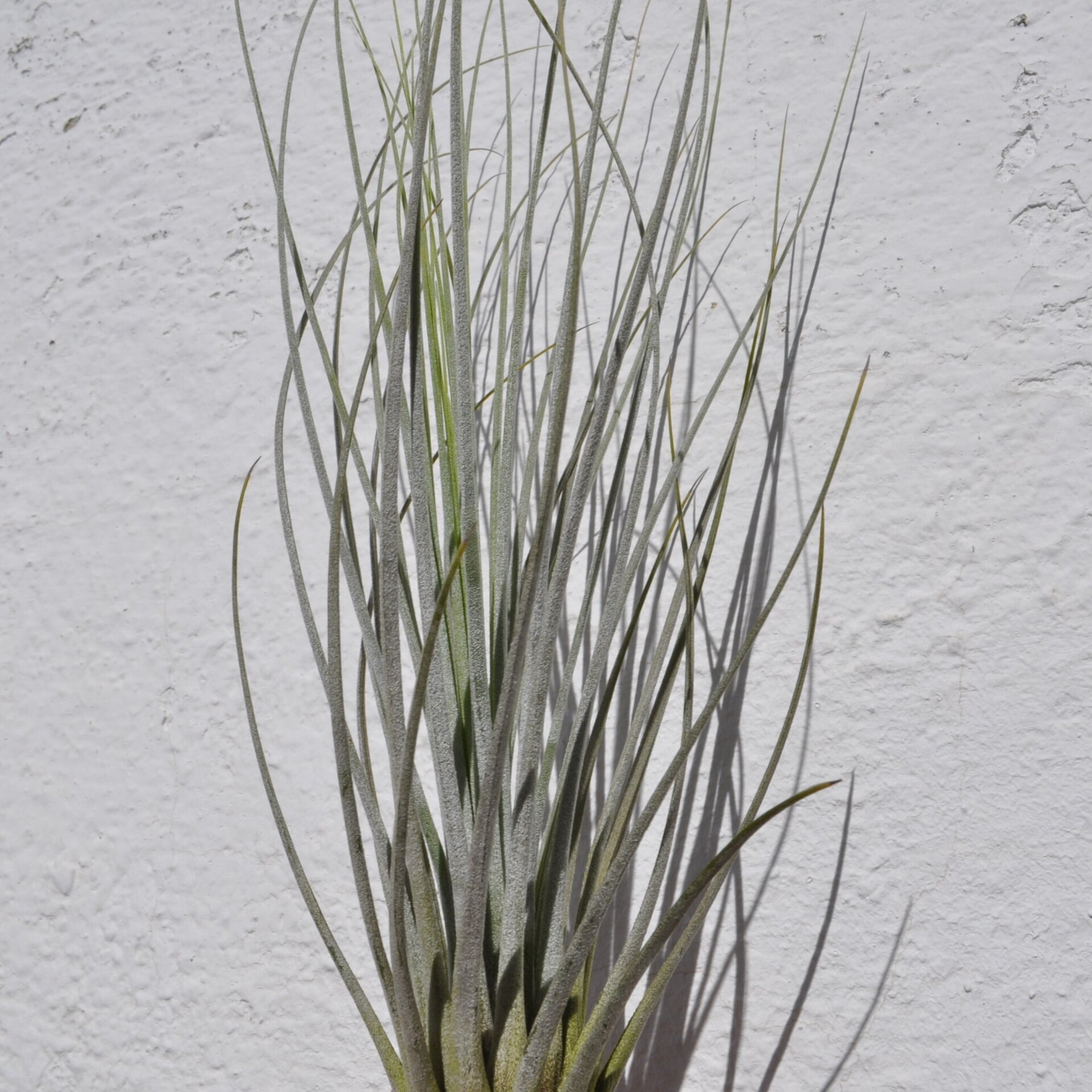 Tillandsia juncea - 3