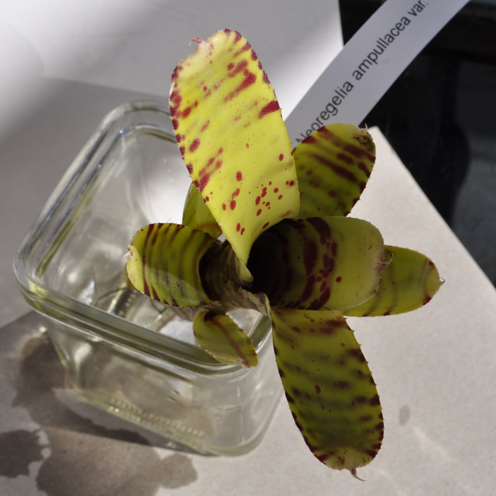 Neoregelia ampullacea var. tigrina - 5