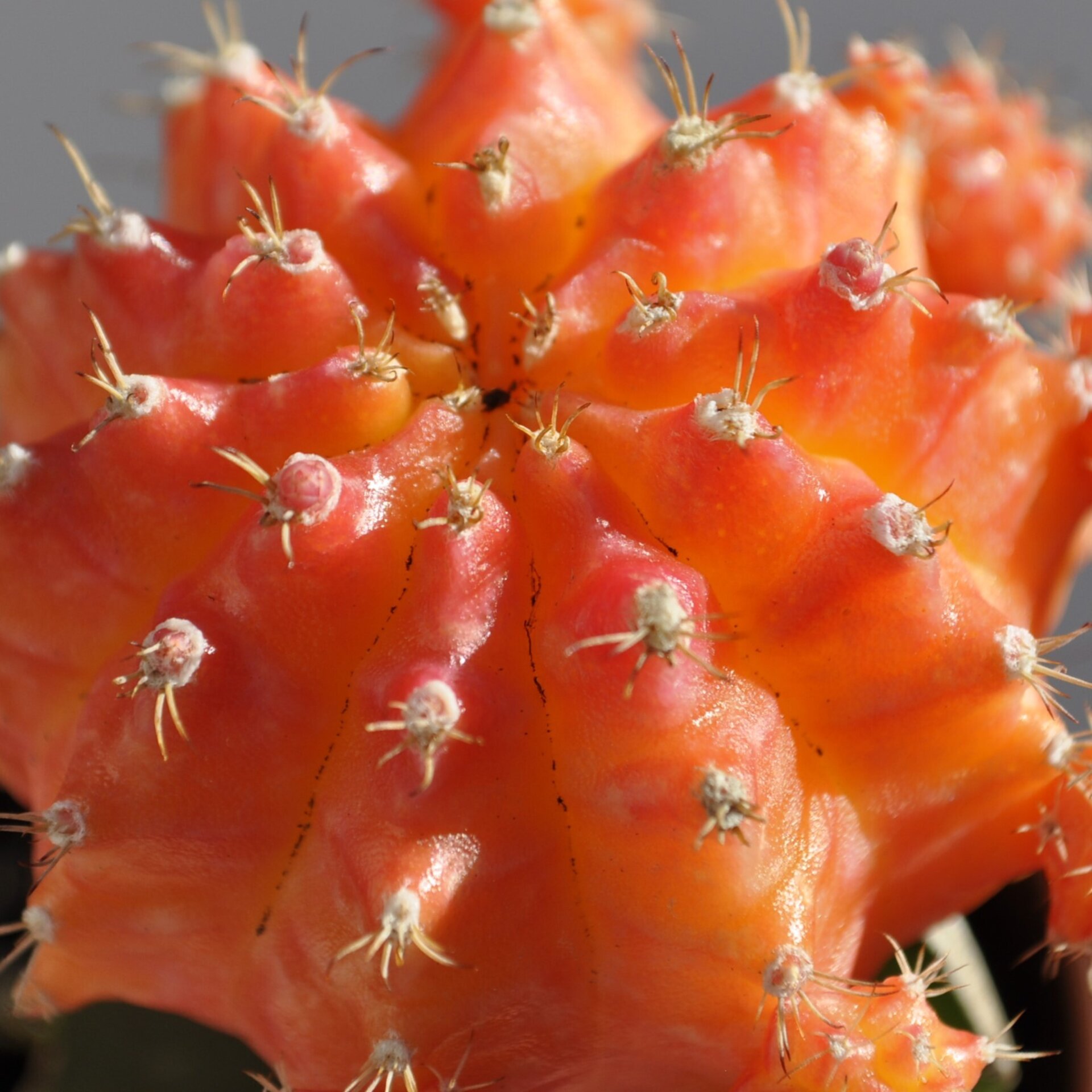 Gymnocalycium mihanovichii injertado - naranja - 5