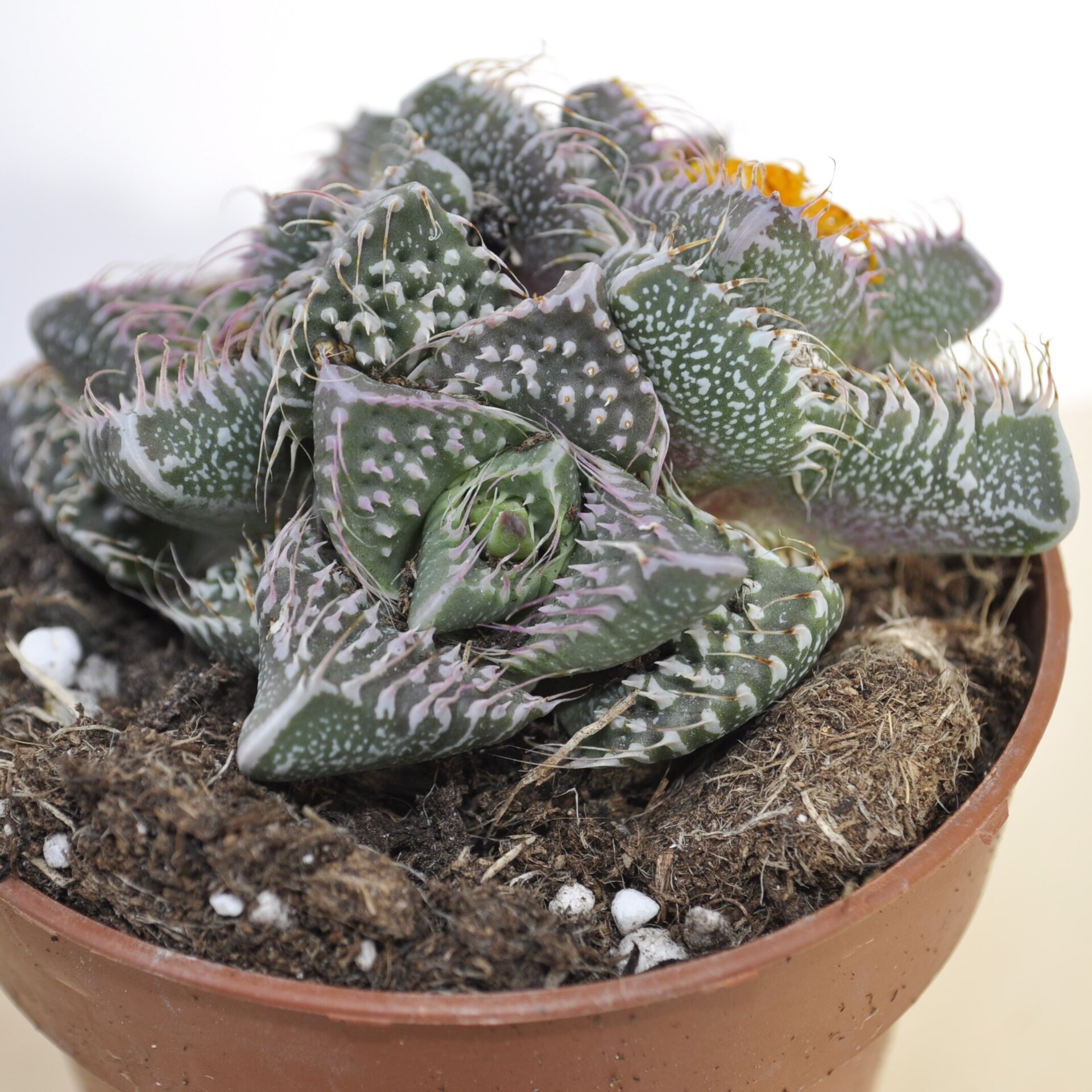 Faucaria tuberculosa Pink Selection (faucaria Selección Rosa) - 3