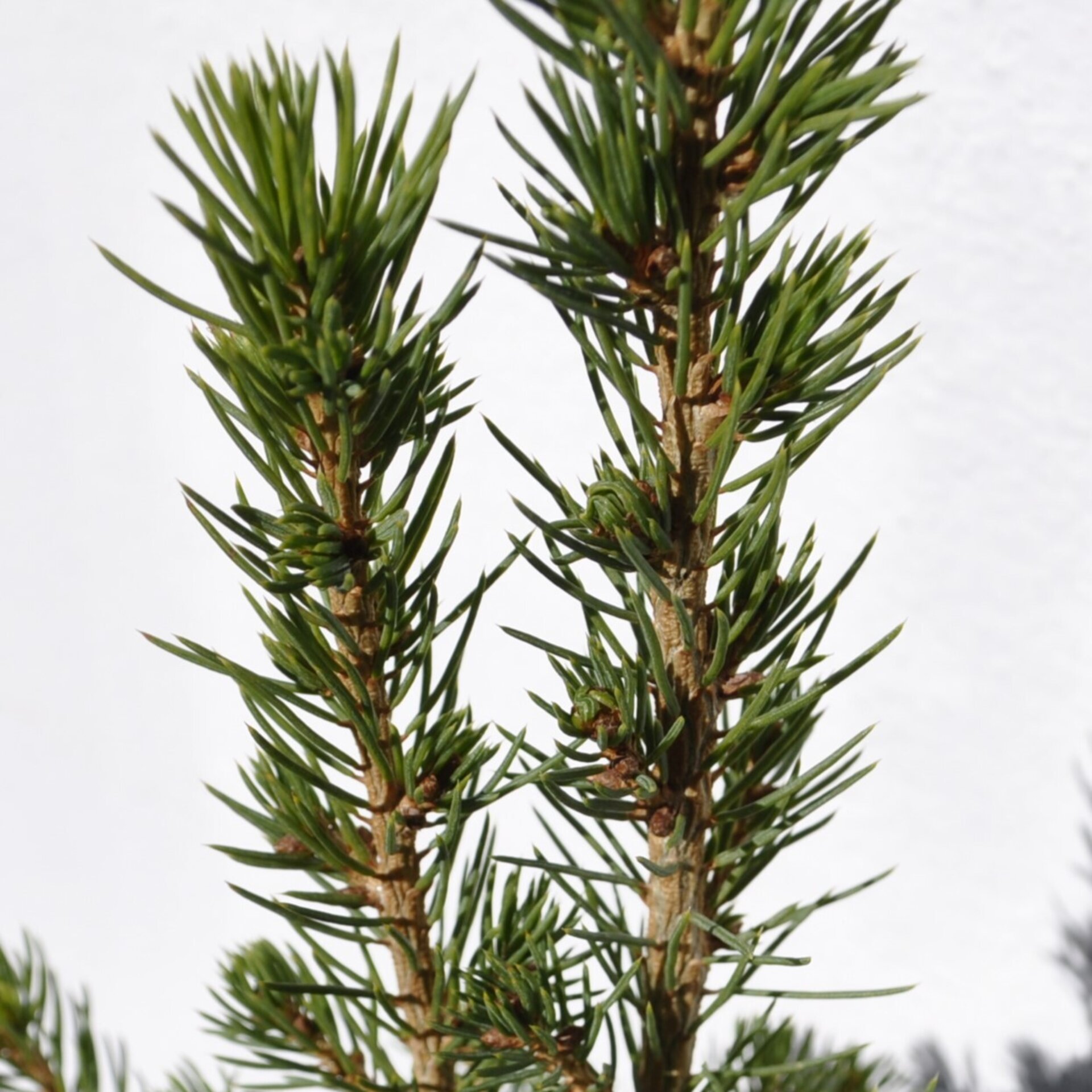 Picea glauca var. albertiana Conica (pícea blanca cónica) - 4