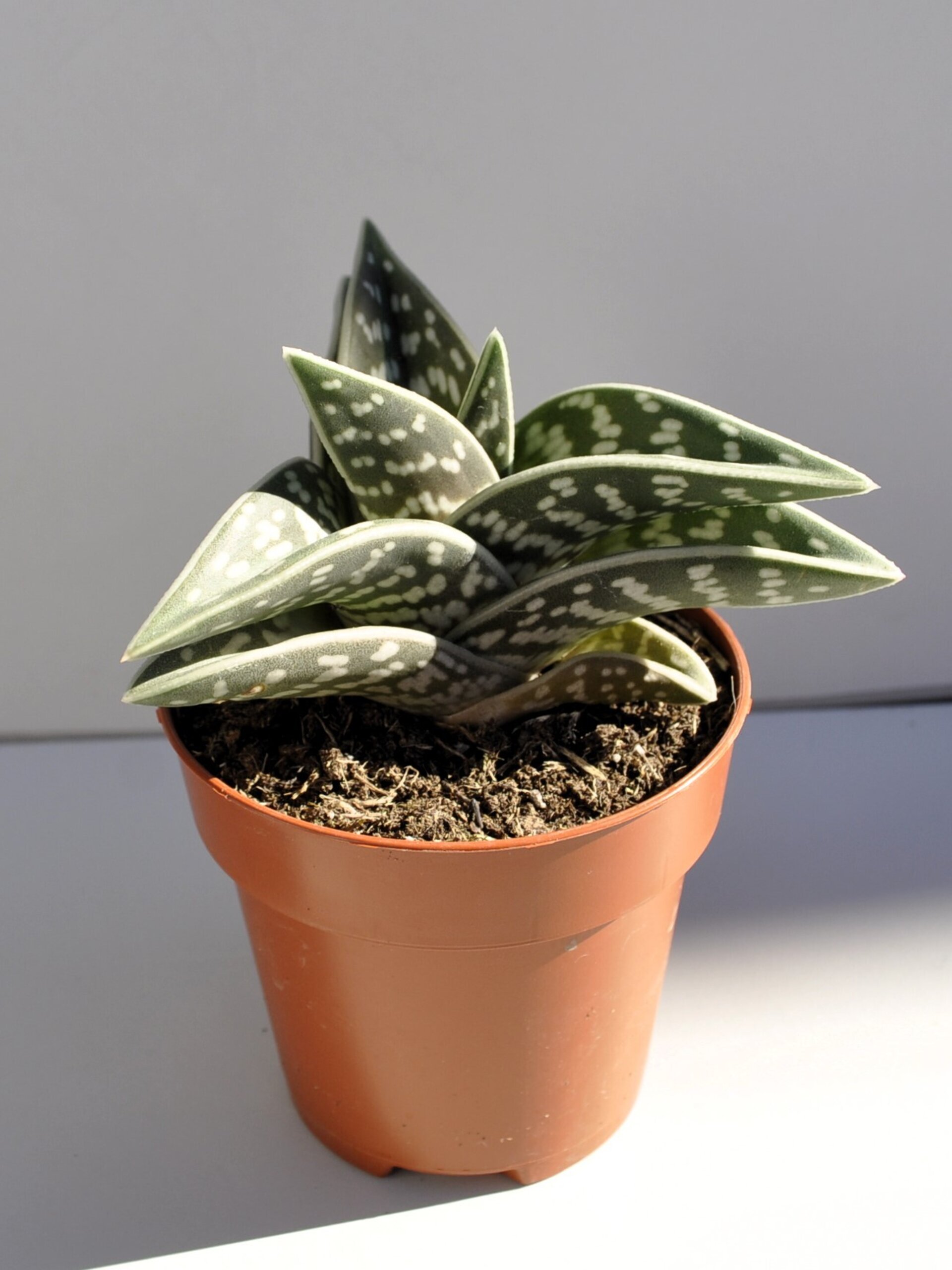 Aloe variegata (aloe pecho de perdiz, aloe tigre) - 1
