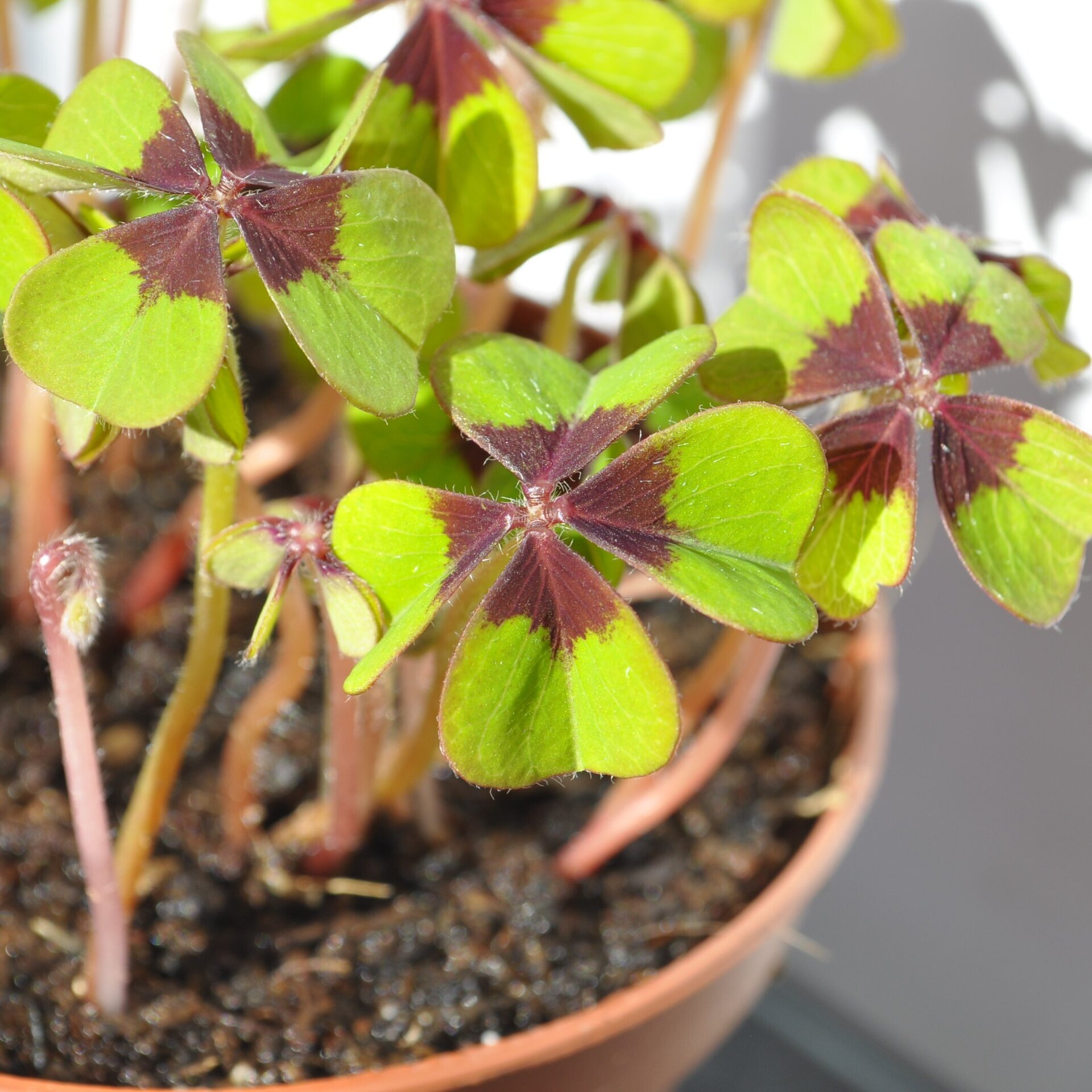 Oxalis deppei ("trébol" de cuatro hojas, cruz de hierro) - 4
