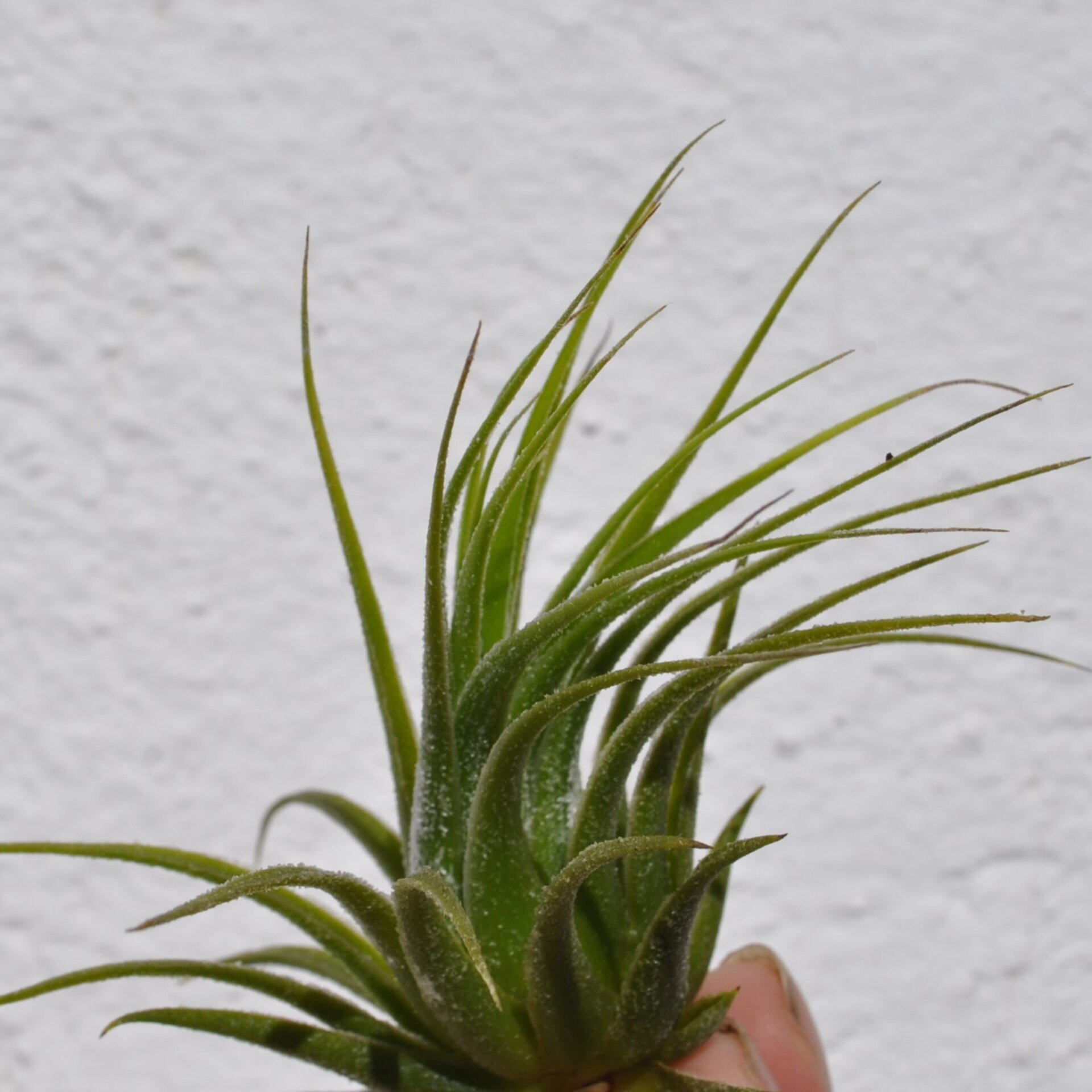 Tillandsia scaposa - 3