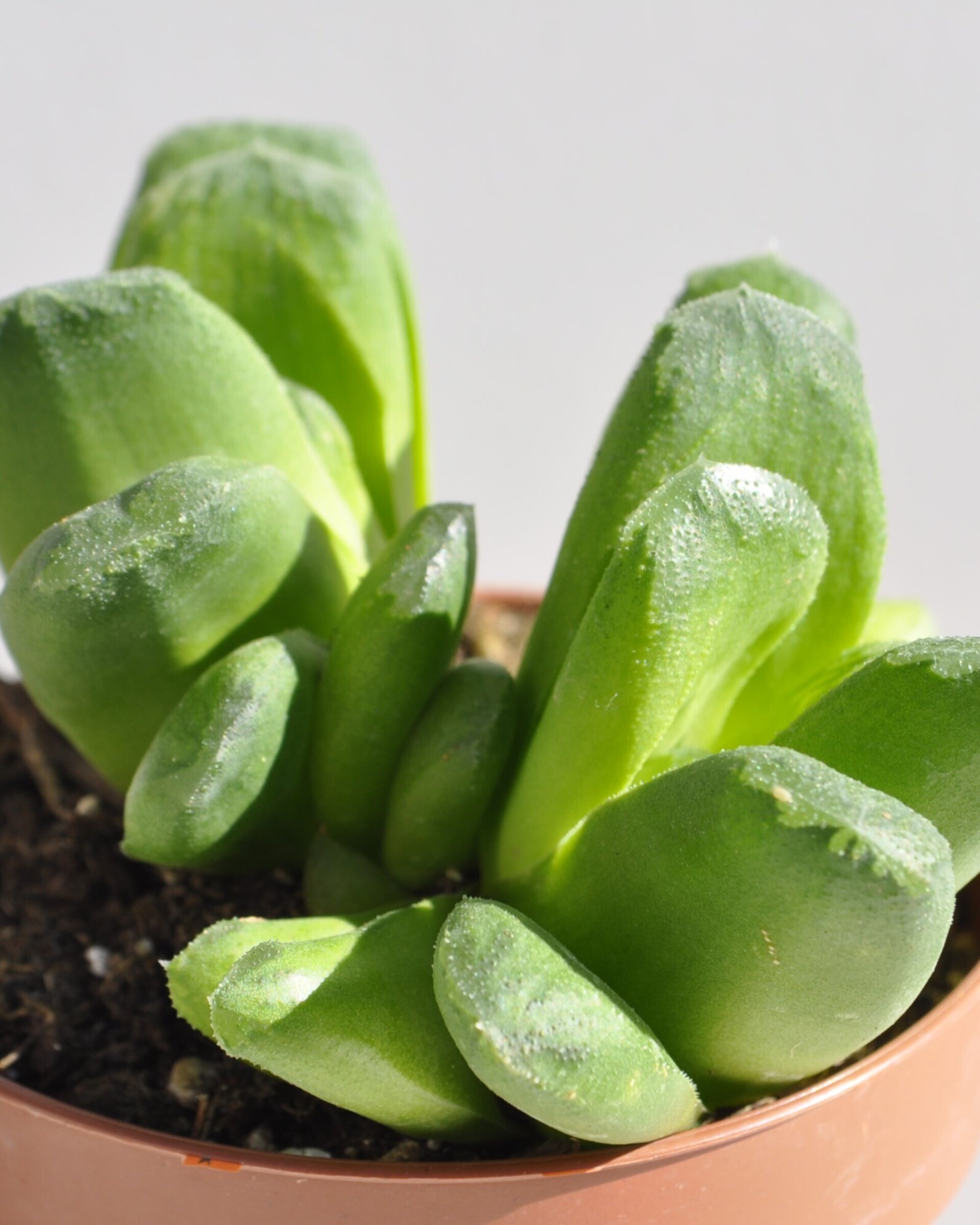Haworthia cv. Tremenda - 7