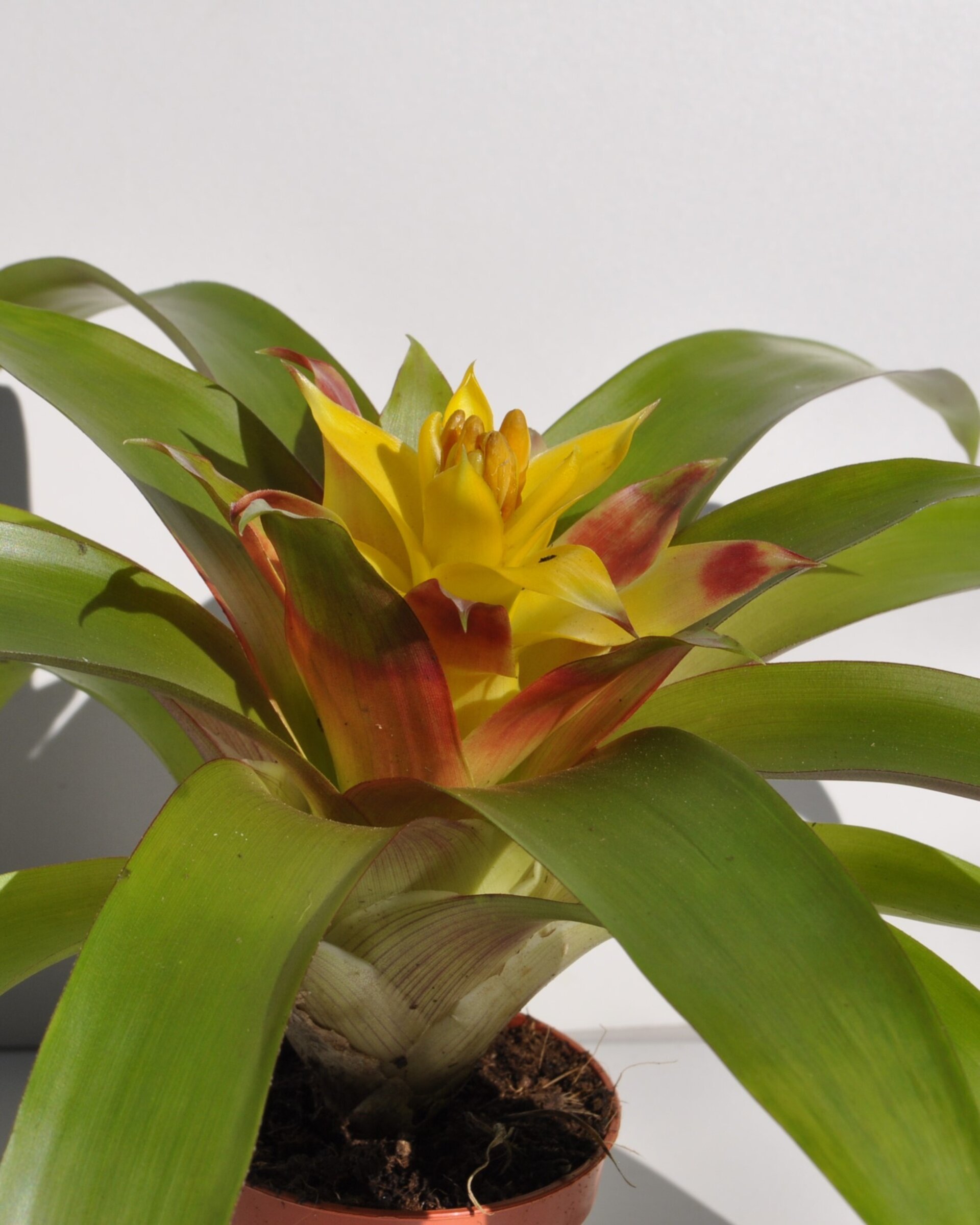 Guzmania 'Mia' (mini) [en flor] - 4