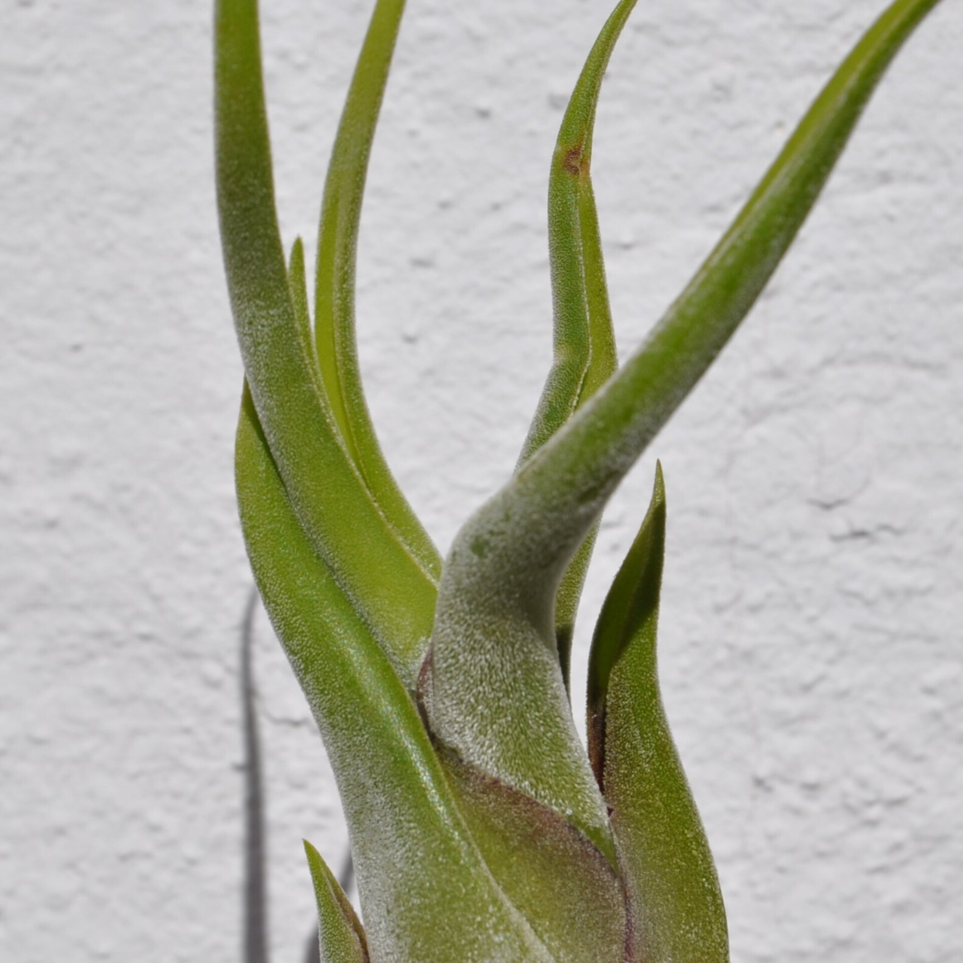 Tillandsia caput-medusae (planta pulpo) - 2