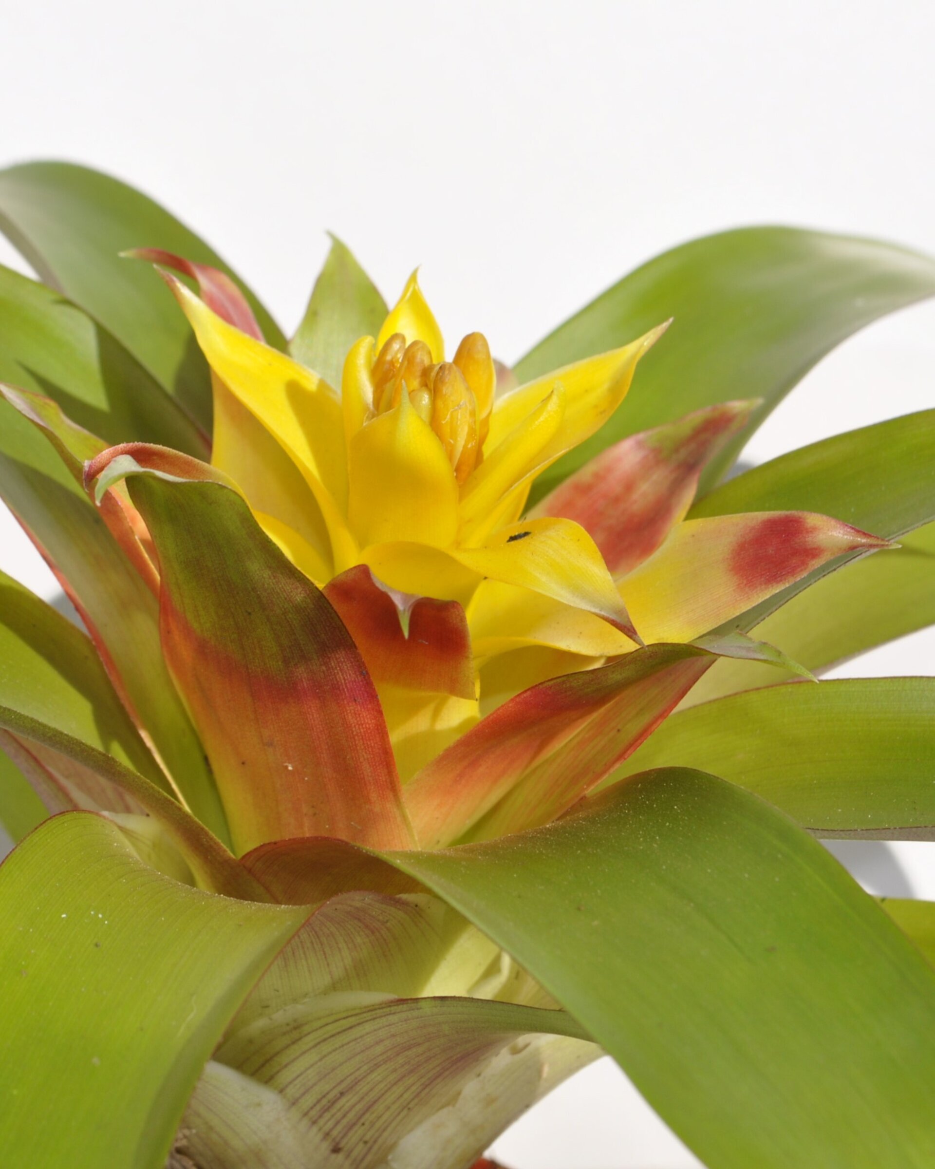 Guzmania 'Mia' (mini) [en flor] - 6