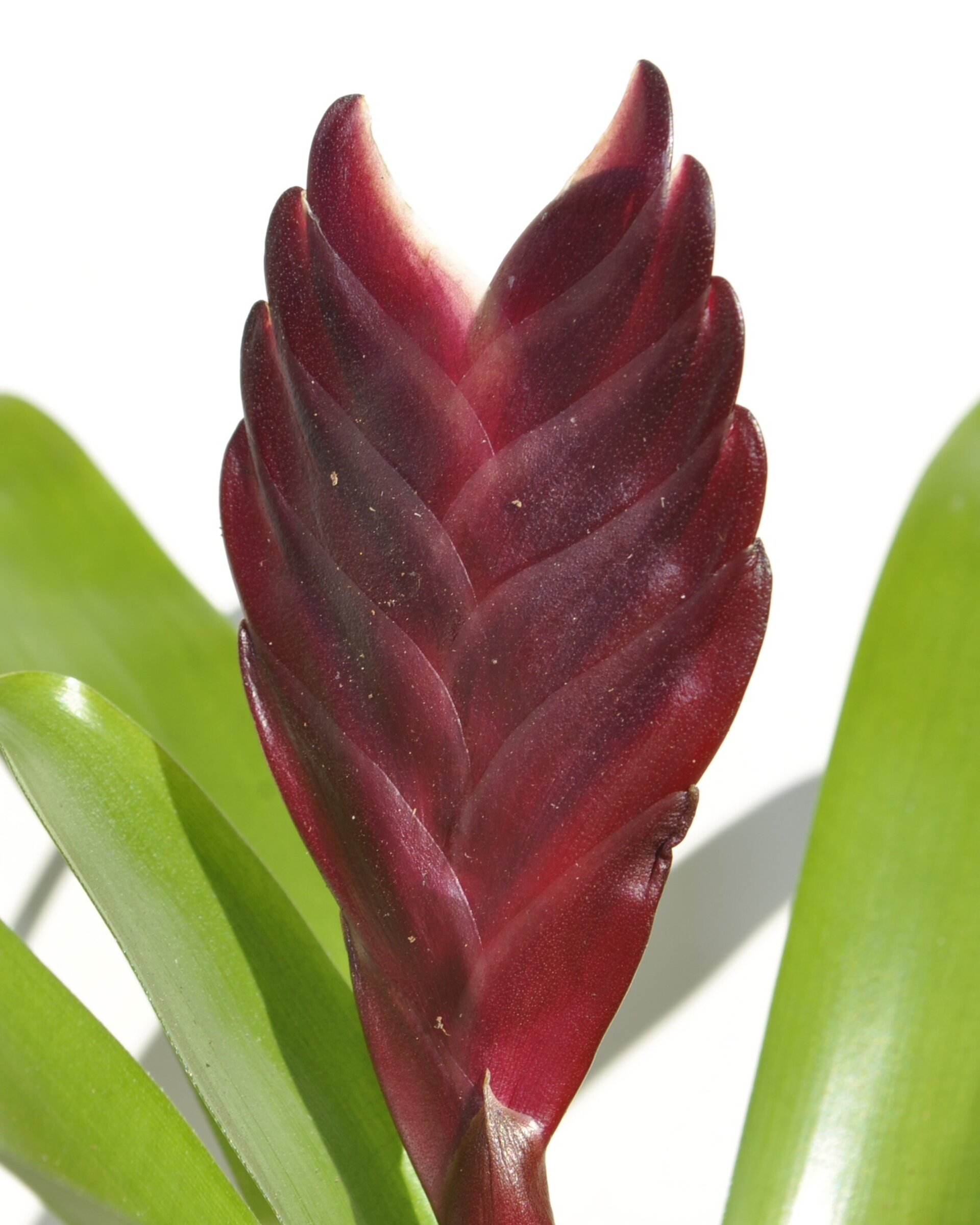 Vriesea 'Cathy' (mini) [en flor] - 6