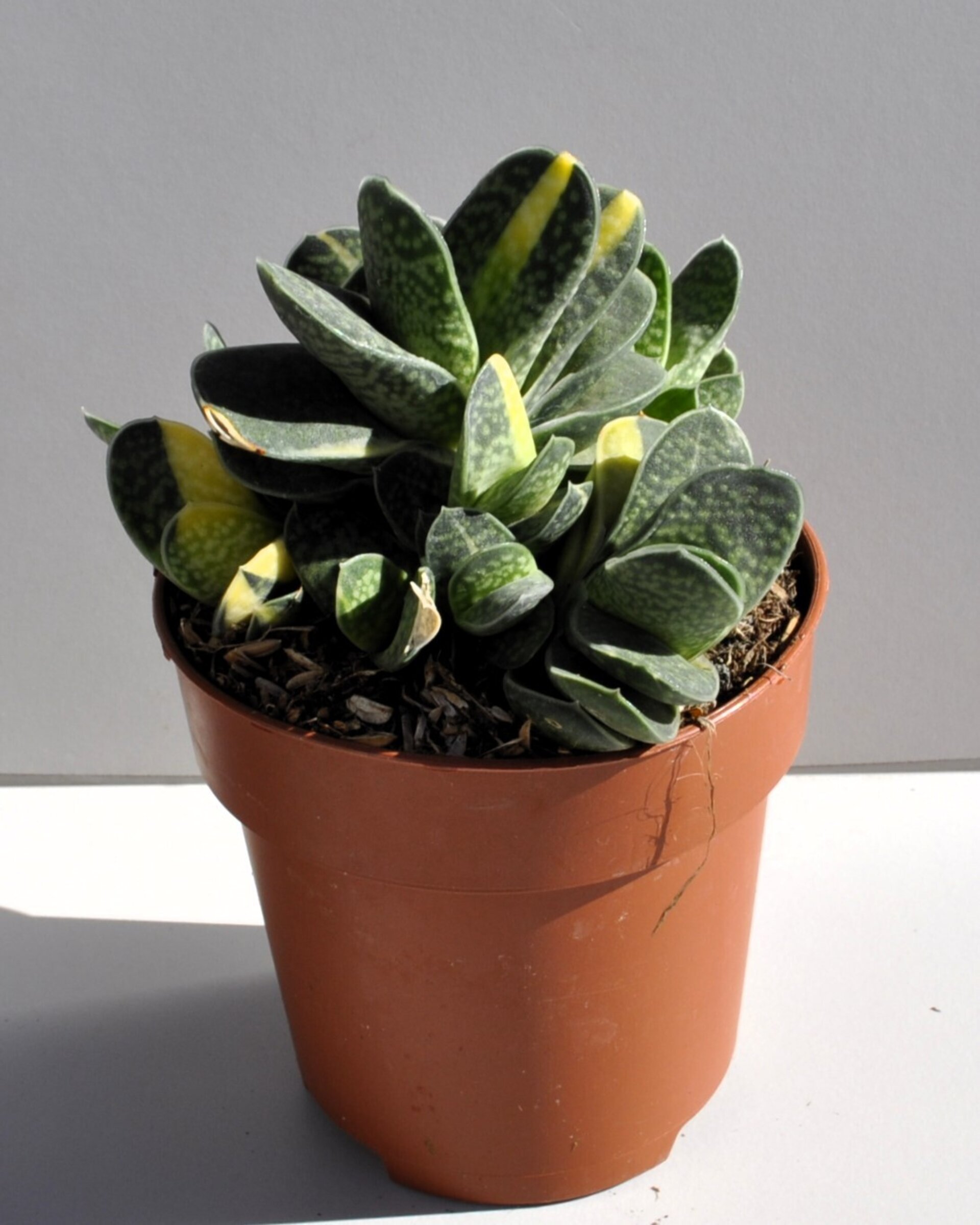 Gasteria gracilis Variegata - 2