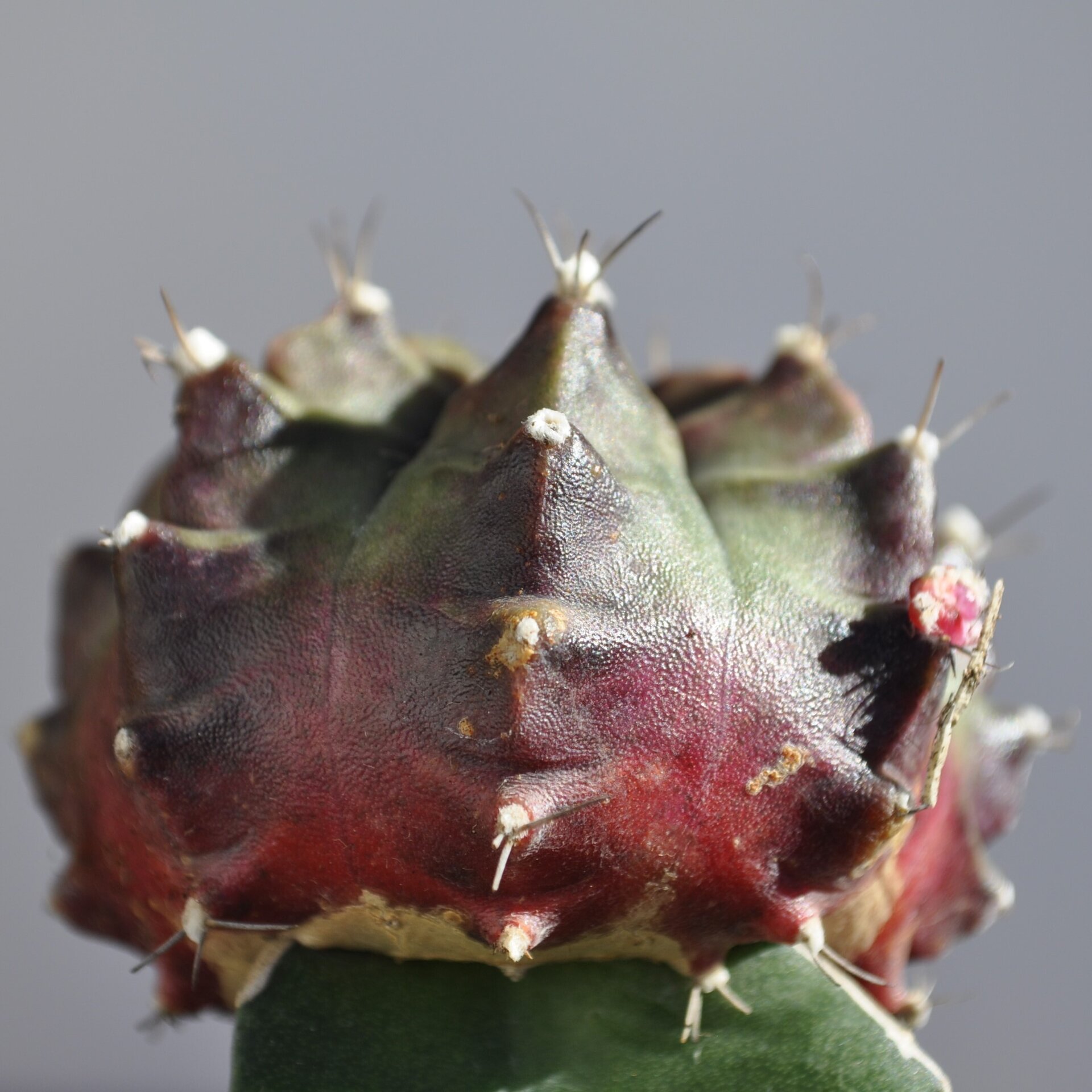 Gymnocalycium mihanovichii injertado - tricolor (verde-lila-rojo) - 8