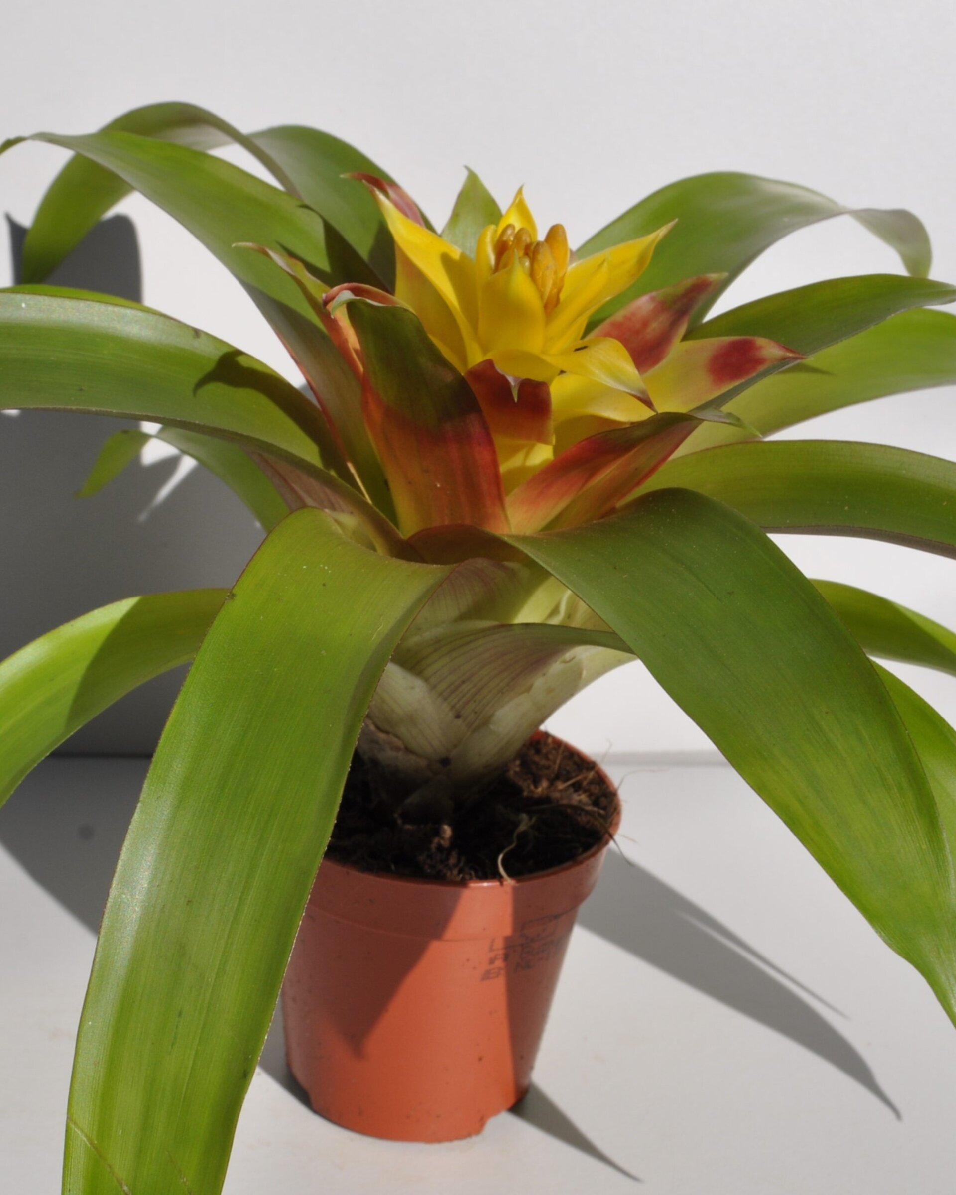 Guzmania 'Mia' (mini) [en flor] - 3