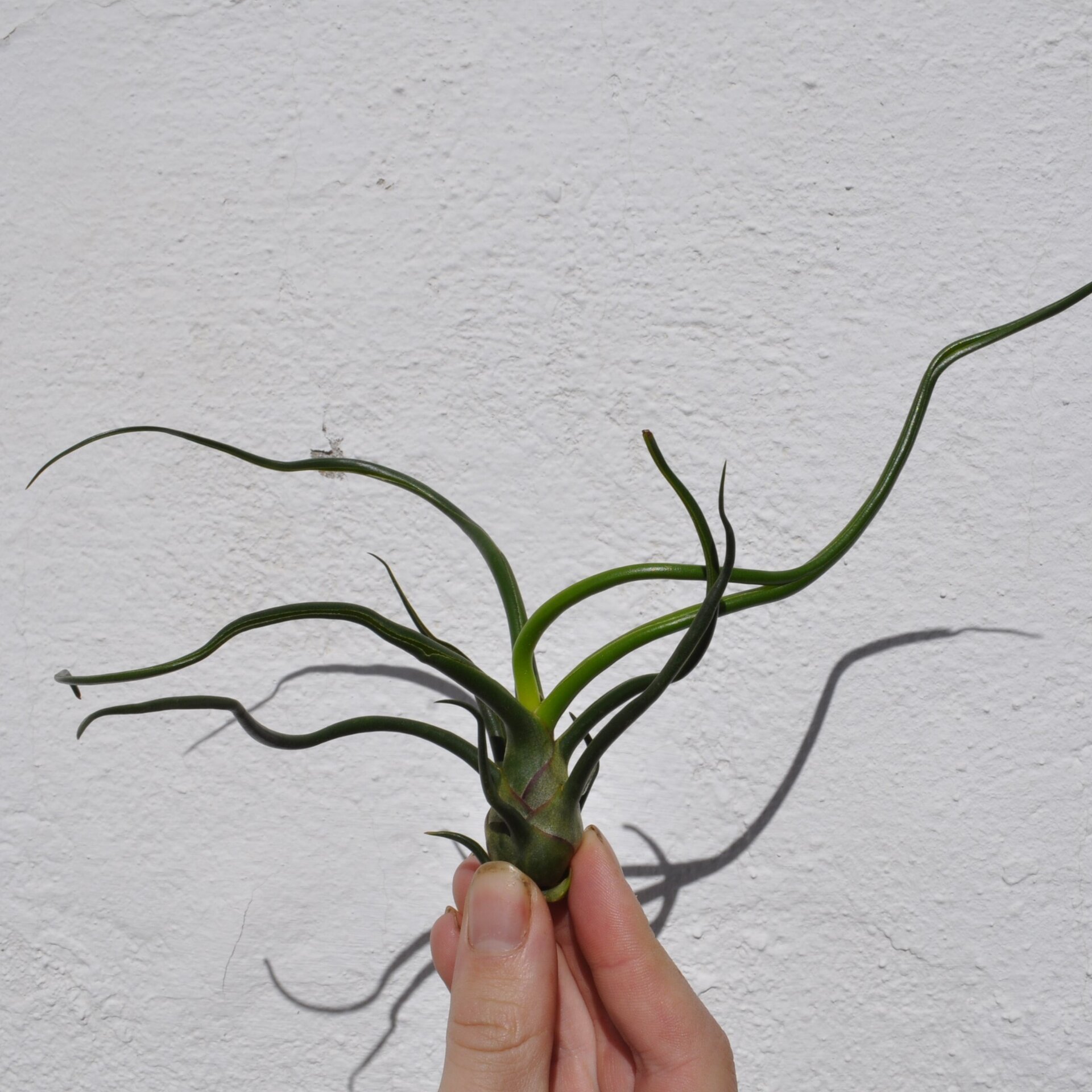 Tillandsia bulbosa - 4