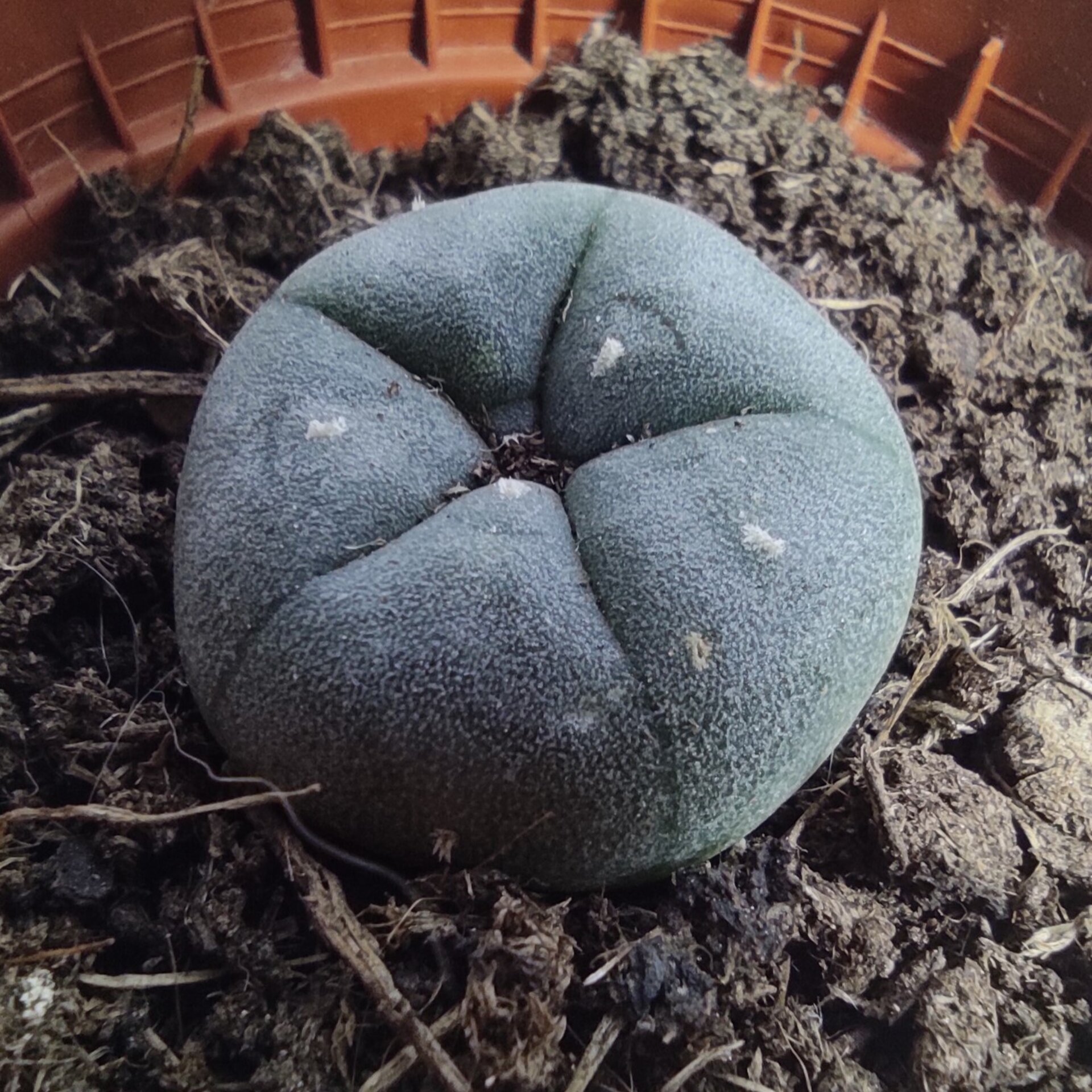 Lophophora williamsii pequeño M5,5 (peyote) - 2