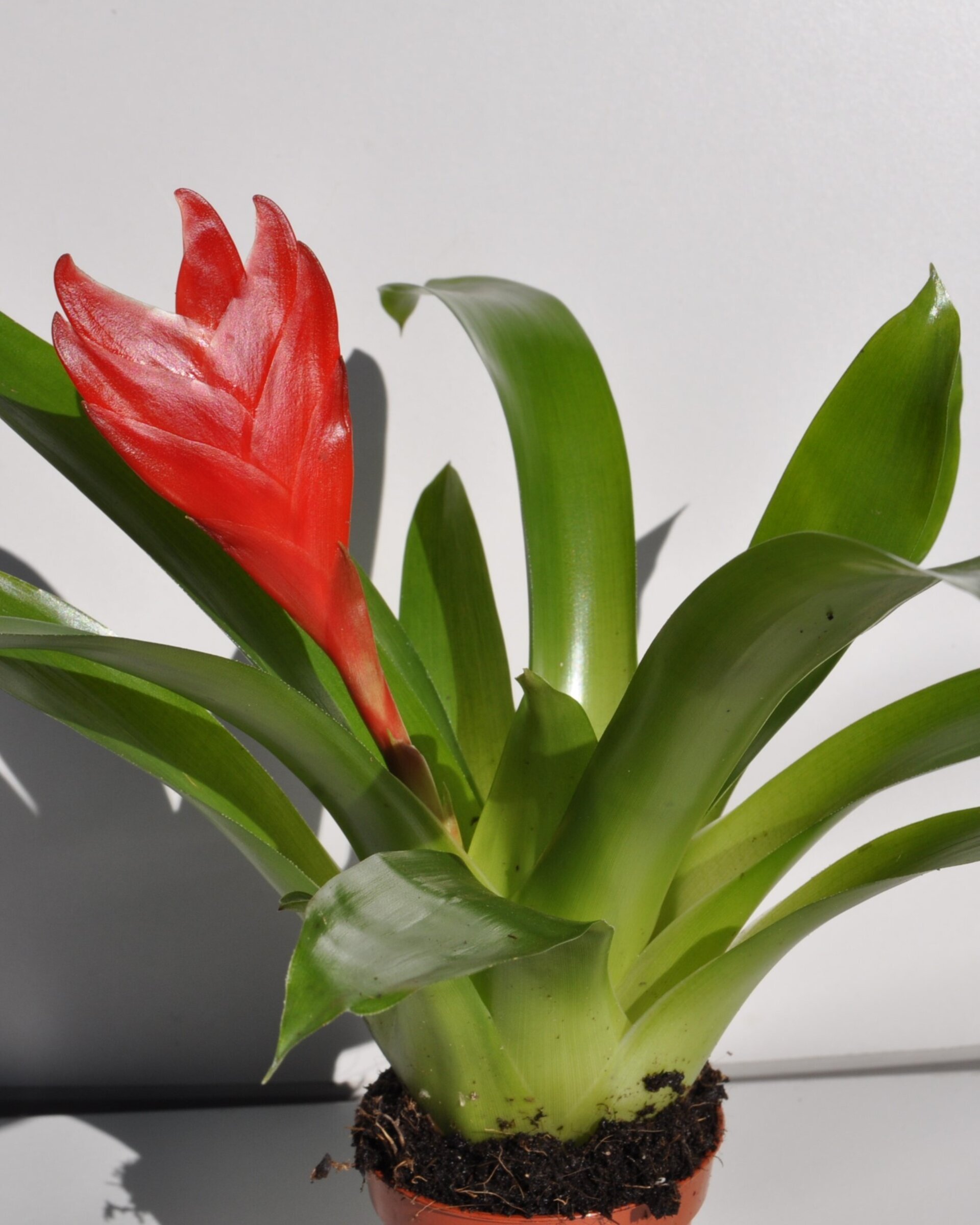 Vriesea 'Christiane' (mini) [en flor] - 3