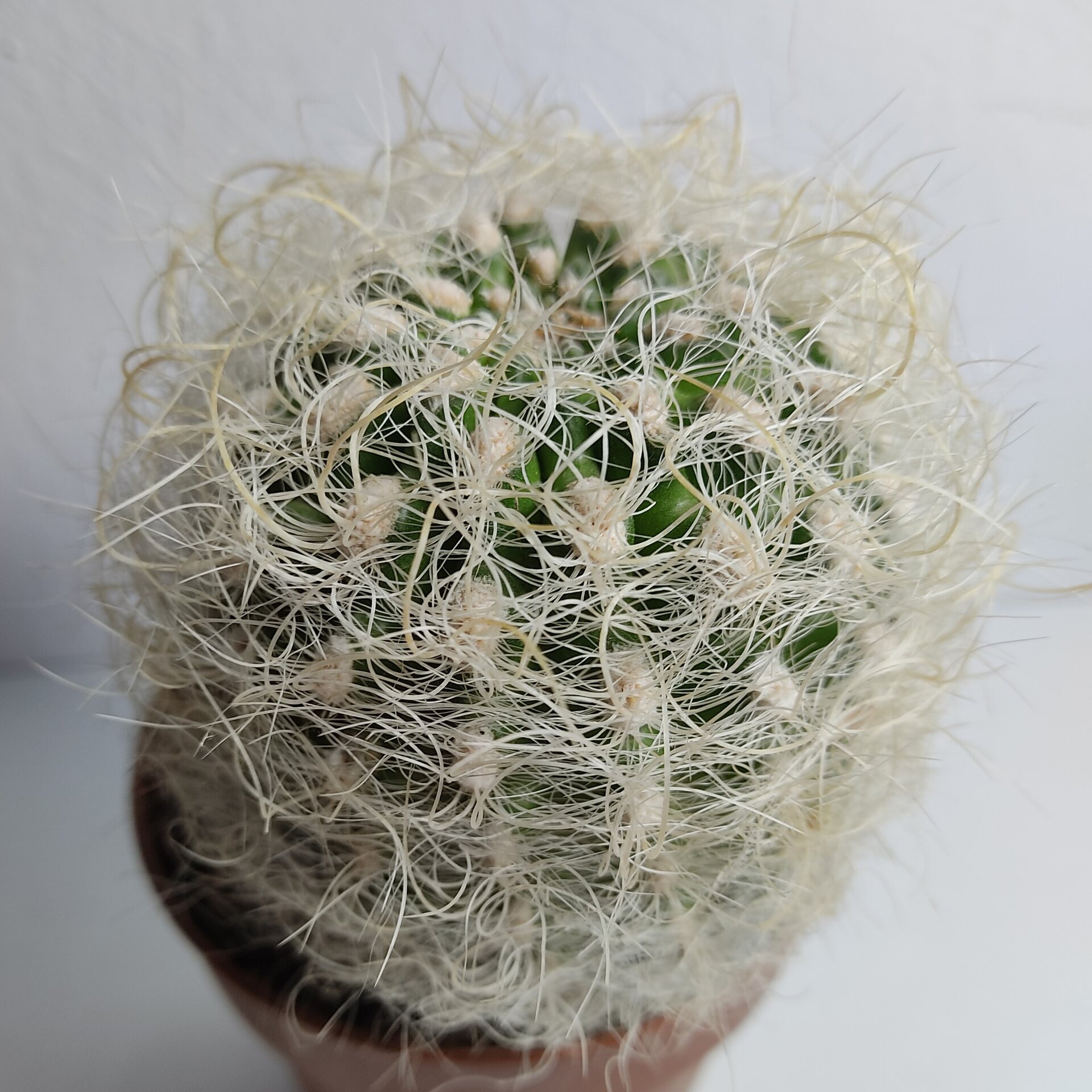 Neoporteria gerocephala (cabeza de anciano) - 6