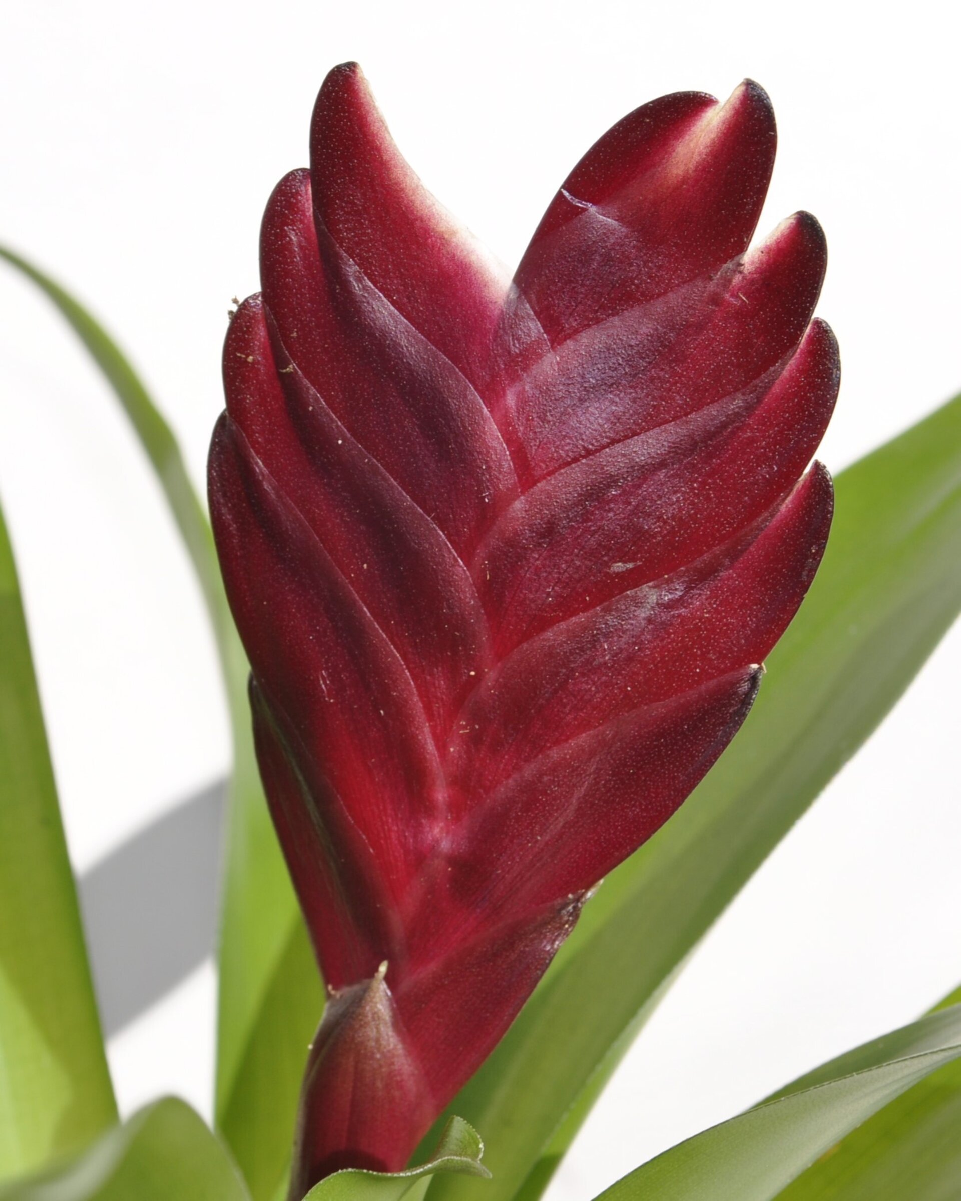 Vriesea 'Cathy' (mini) [en flor] - 8