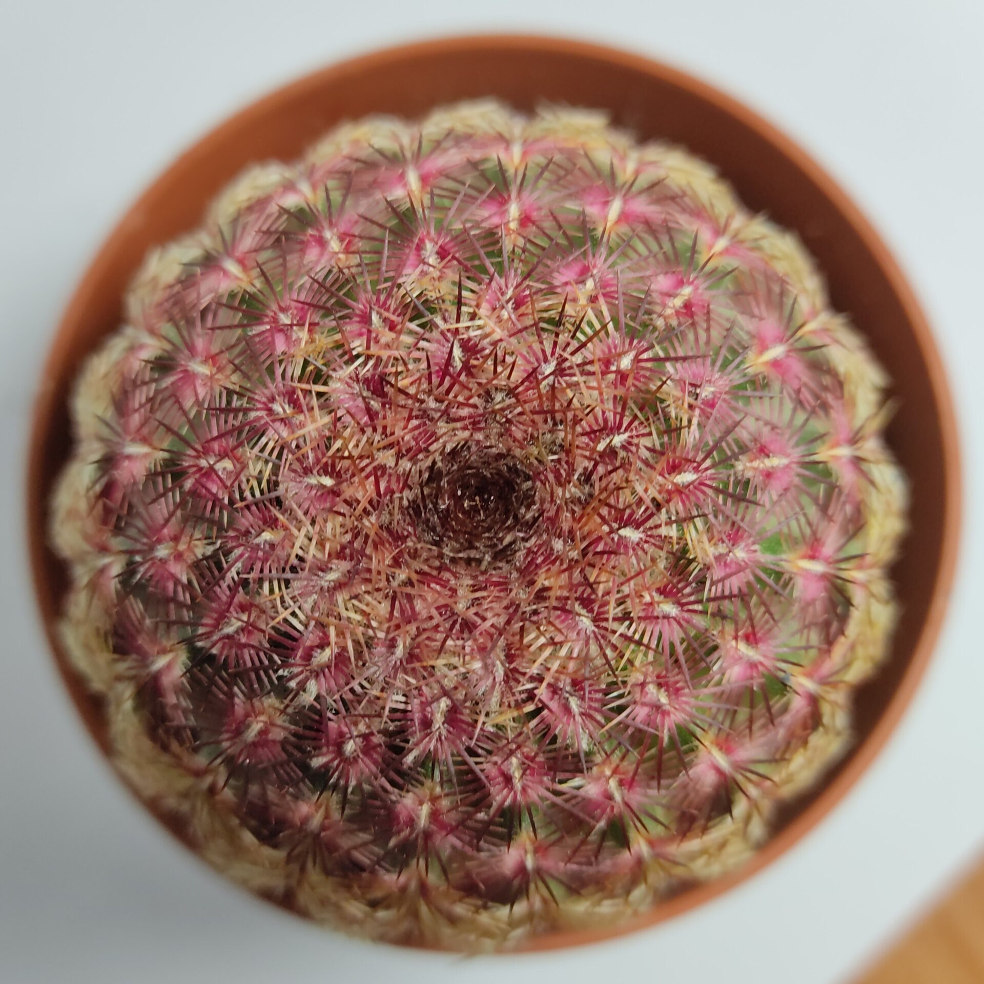 Echinocereus rigidissimus Rubispinus (cactus arcoiris) - 5