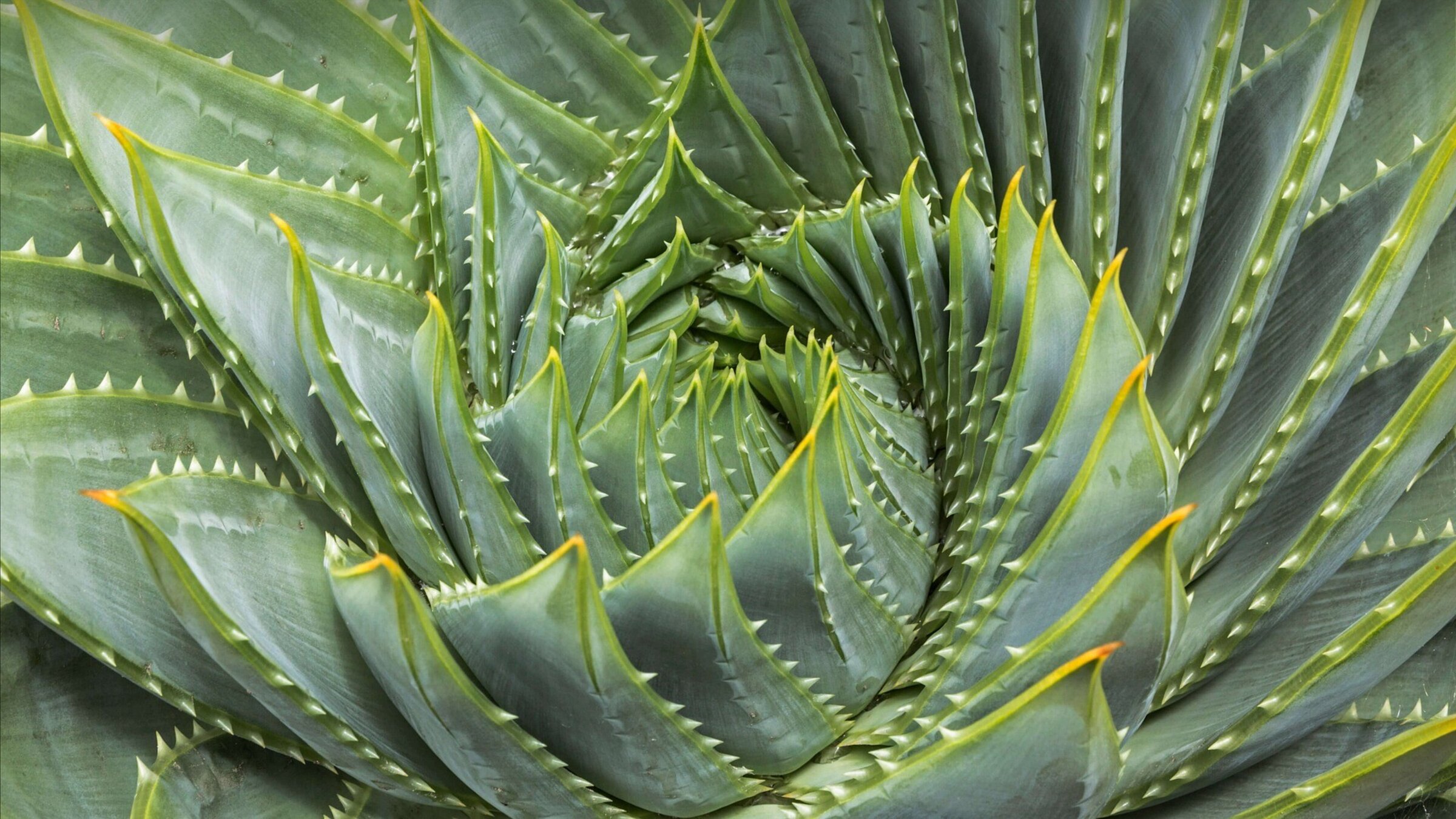 Suculentas curiosas
