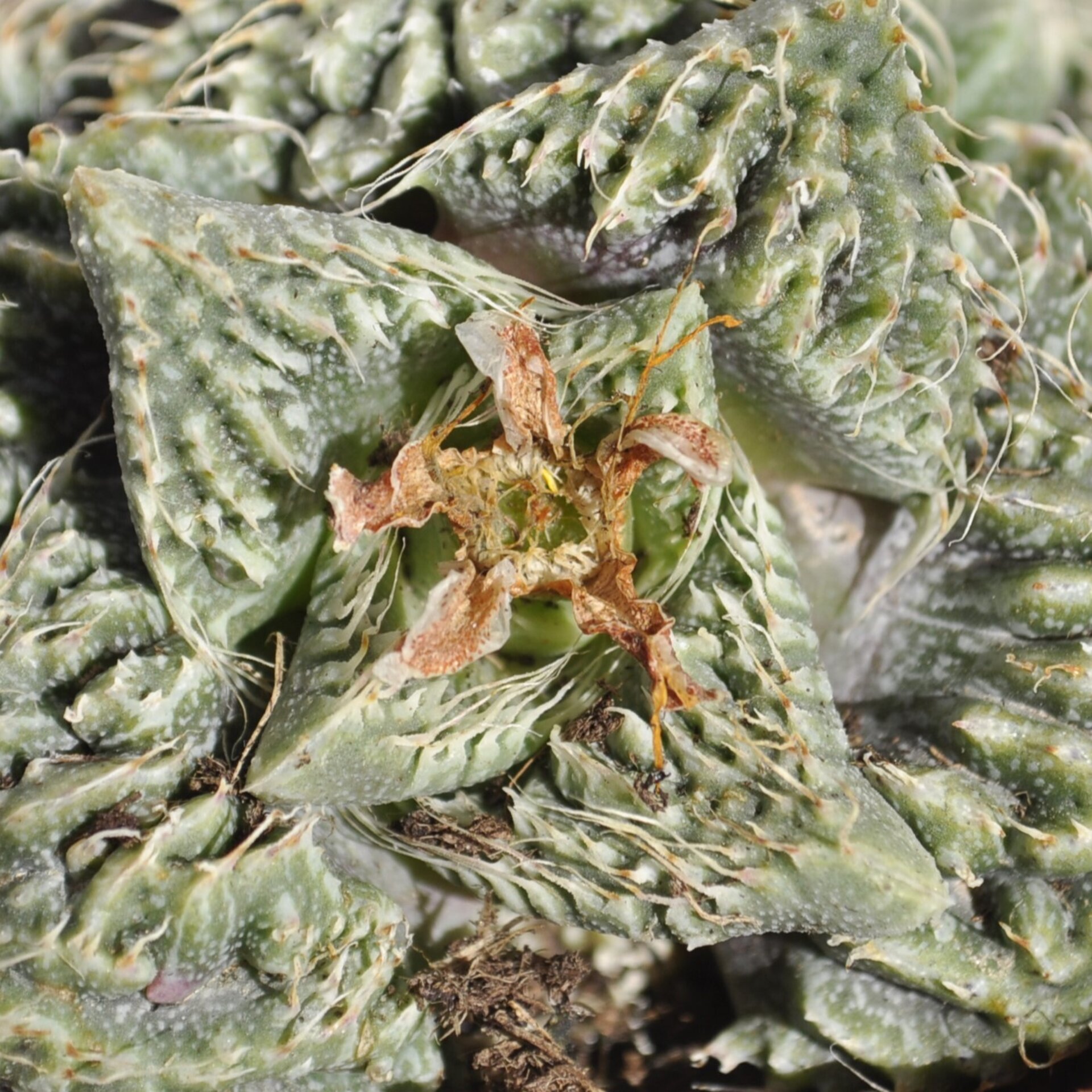 Faucaria tuberculosa Super Warty (faucaria Super Verrugosa) - 6