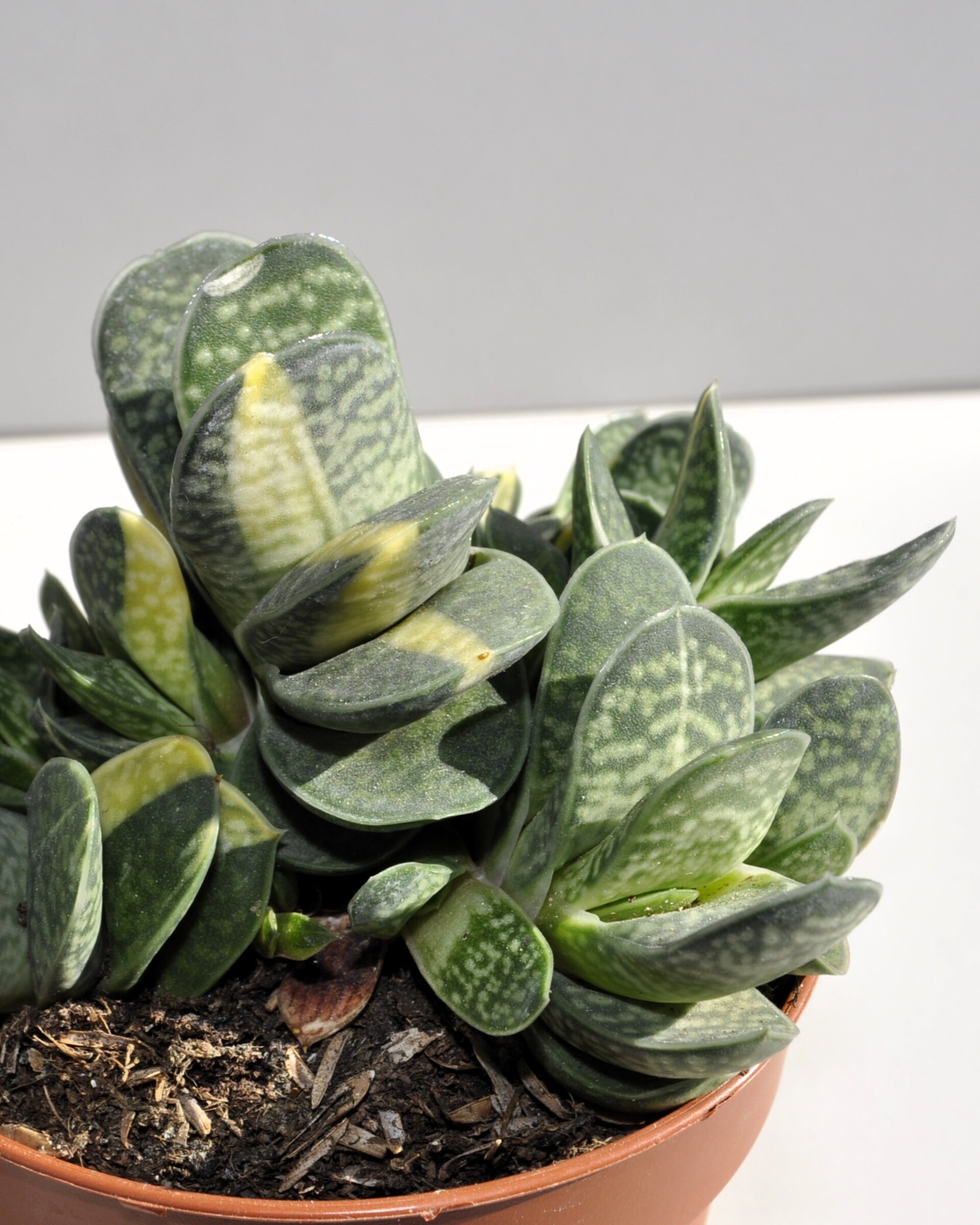 Gasteria gracilis Variegata - 7