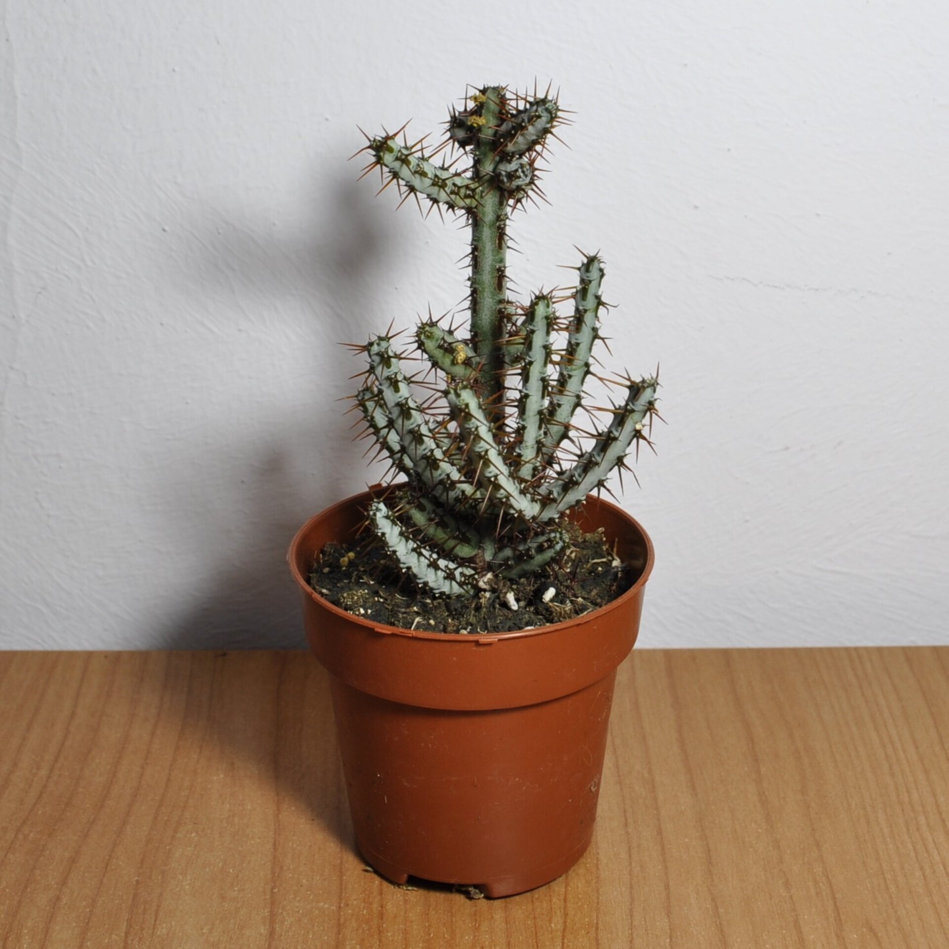 Euphorbia aeruginosa - 2