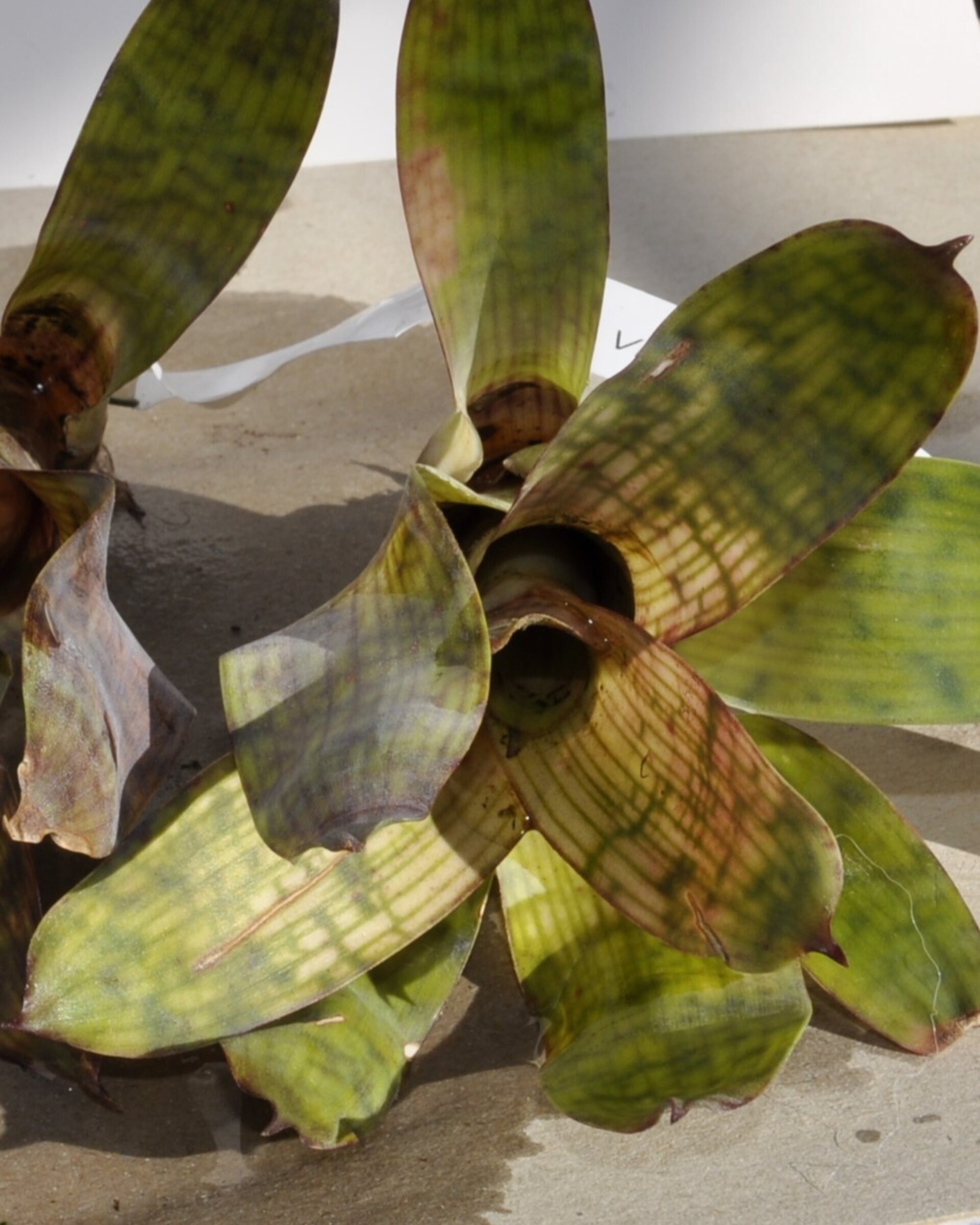 Vriesea gigantea 'Nova' (mini) - 4