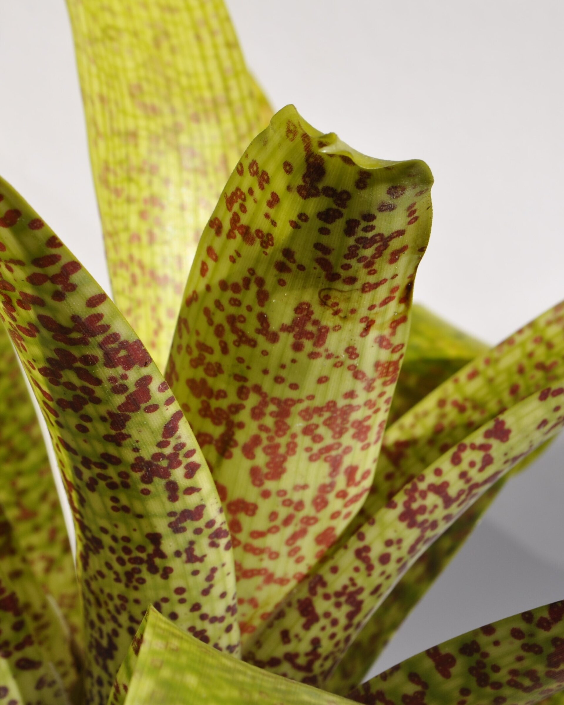 Vriesea fenestralis (mini) - 3