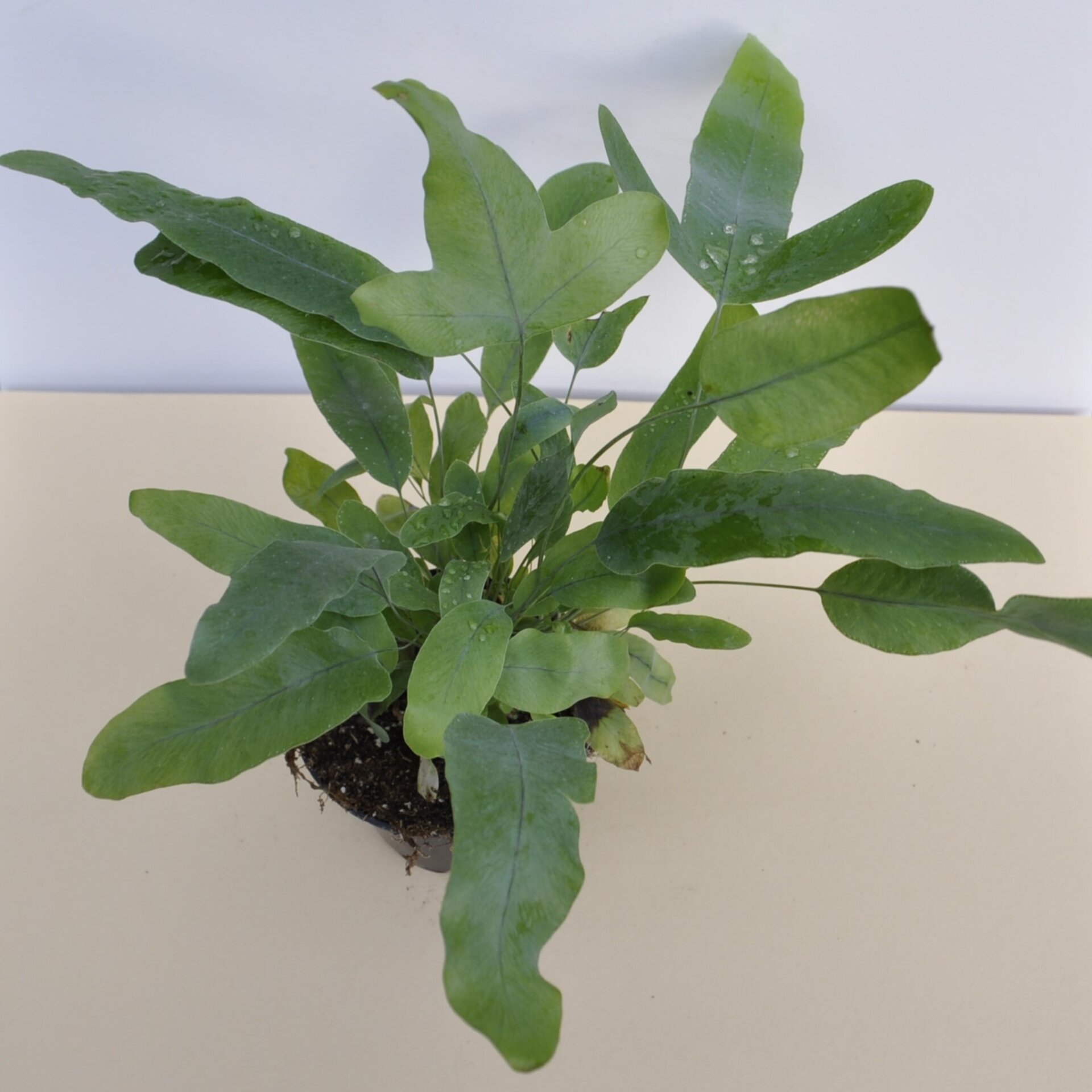 Phlebodium aureum 'Blue Star' (helecho azul) - 5
