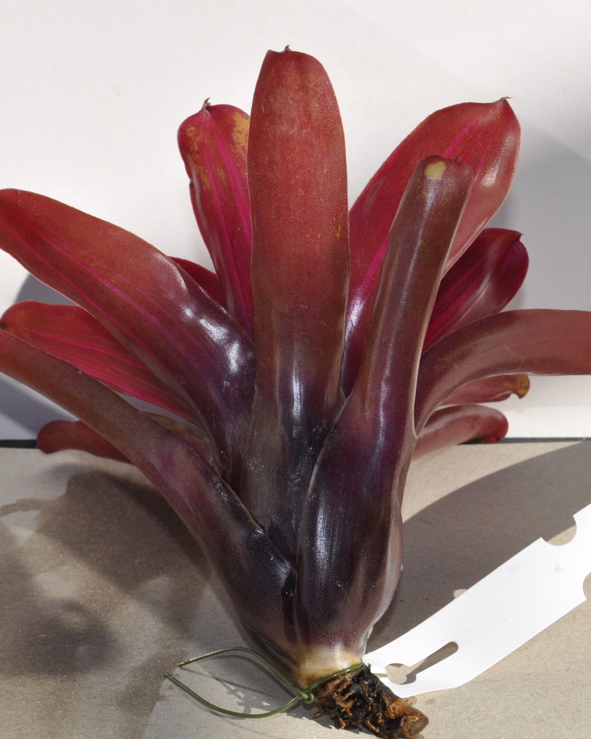 Neoregelia 'Iris' - 2